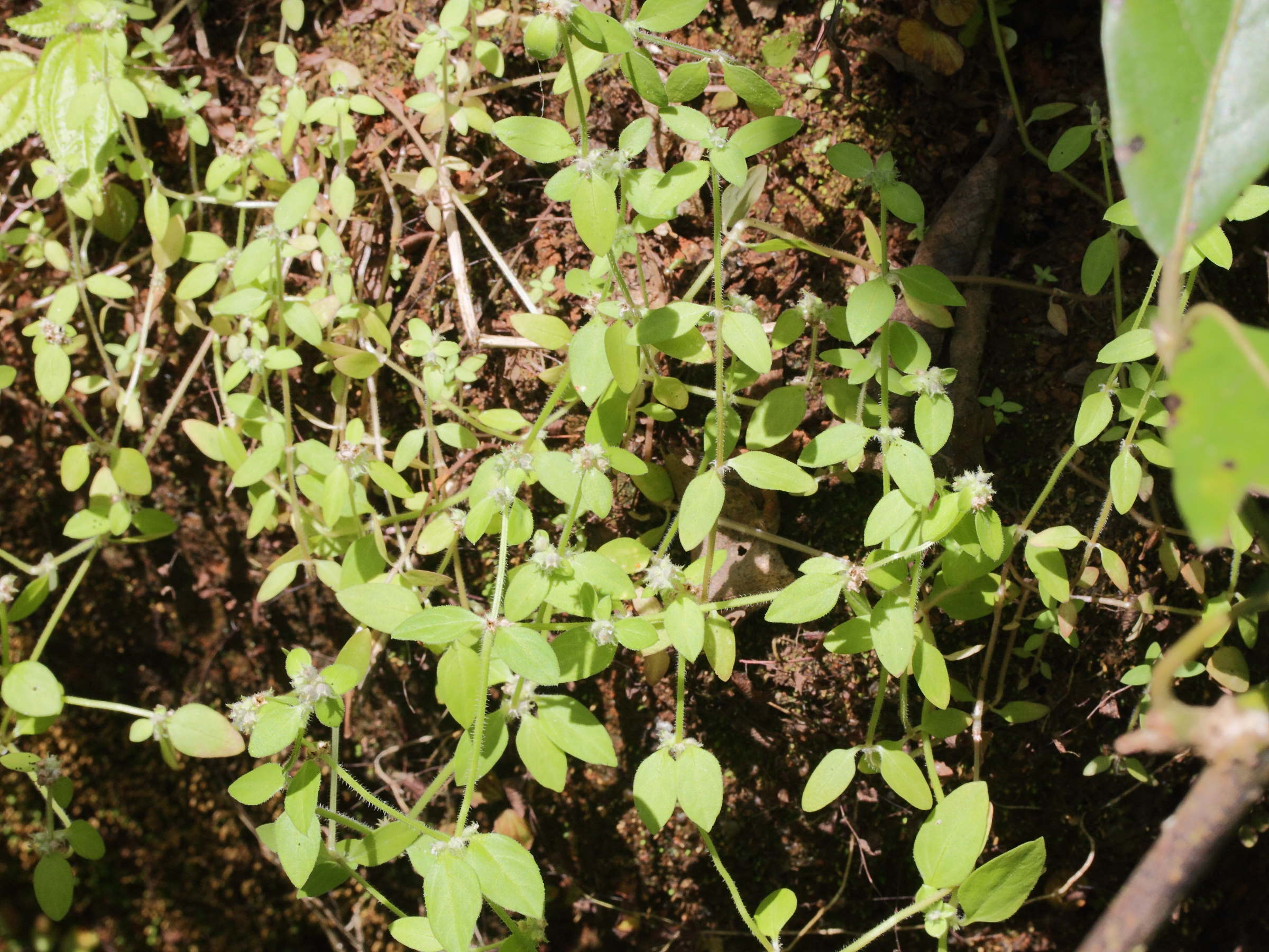 Afficher le média spermacoce_tenuior2md spermacoce_tenuior2md