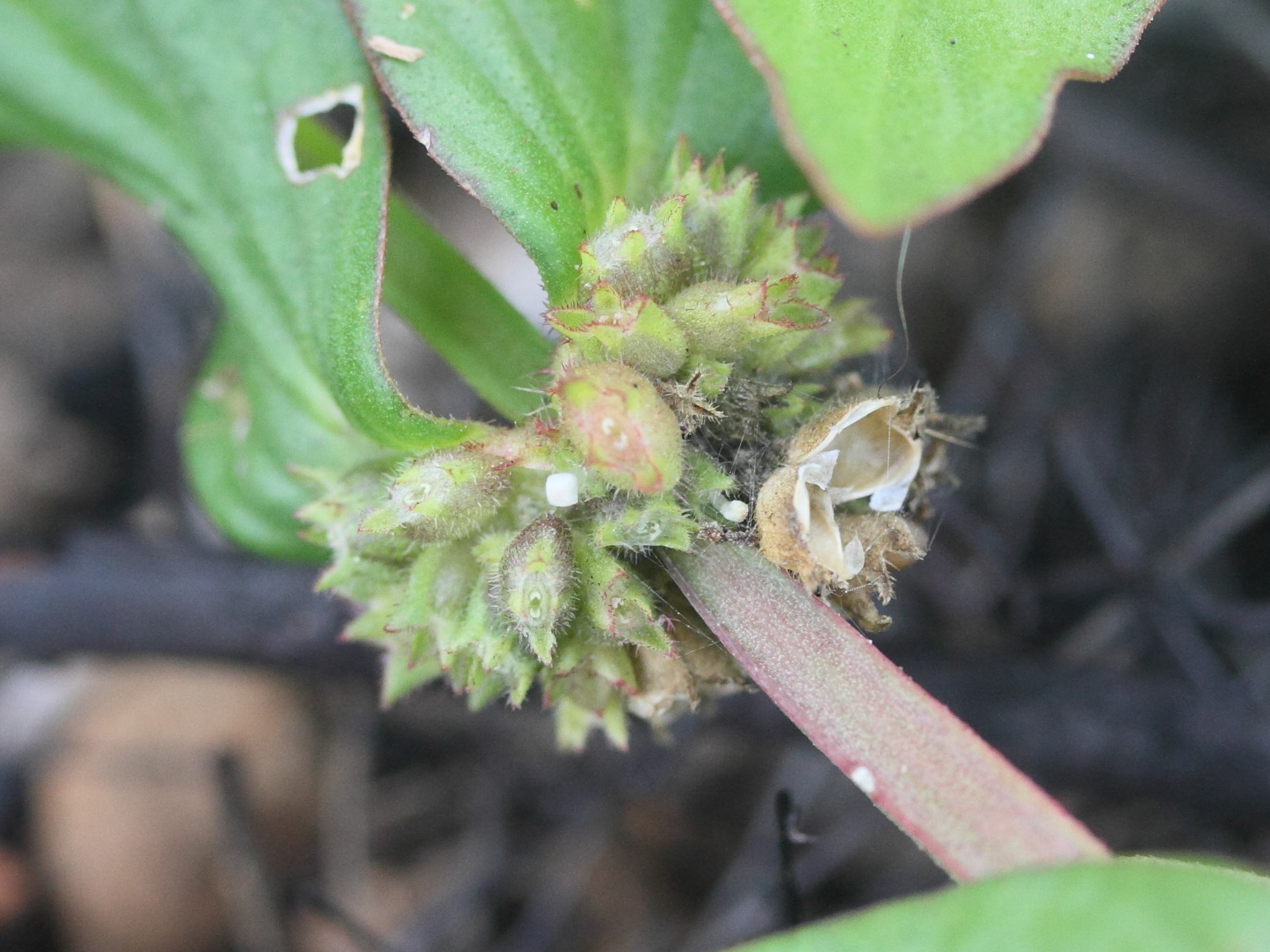 Afficher le média spermacoce_tenuior3md spermacoce_tenuior3md