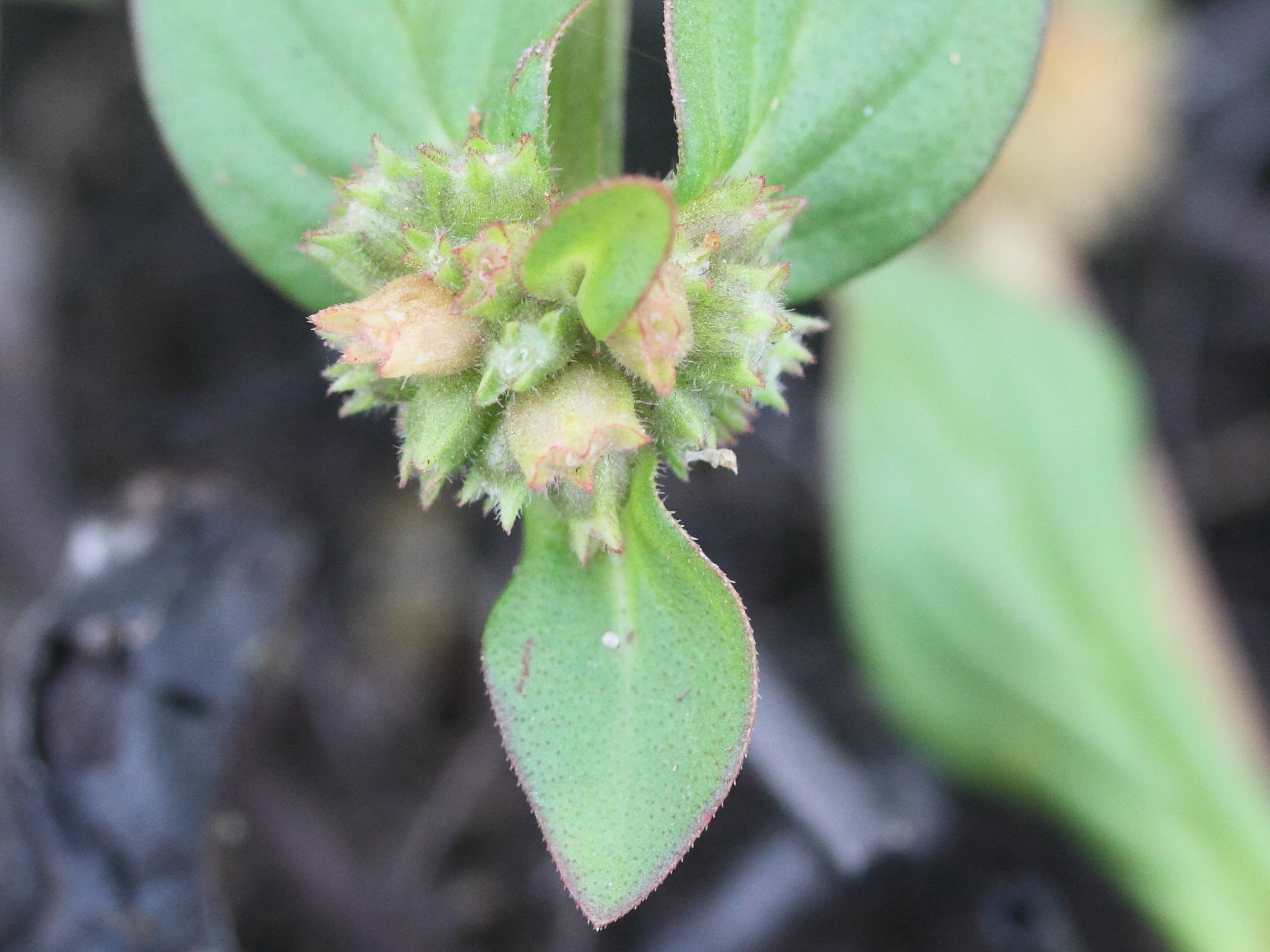 Afficher le média spermacoce_tenuior4md spermacoce_tenuior4md