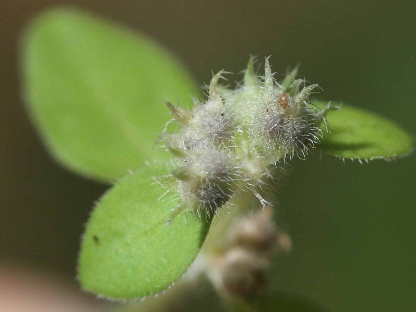 Afficher le média spermacoce_tenuior5md spermacoce_tenuior5md