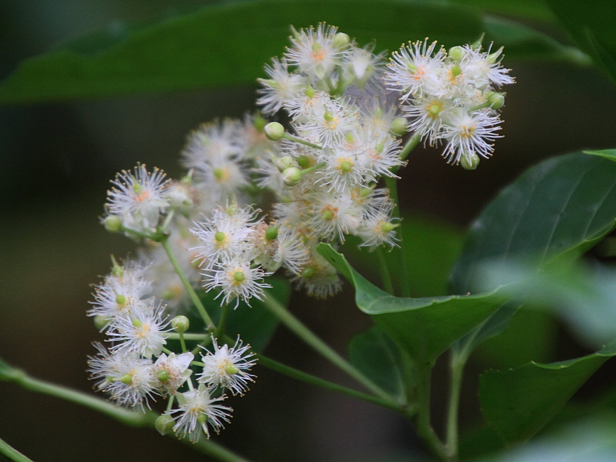 Afficher le média hasseltia_floribunda3md hasseltia_floribunda3md