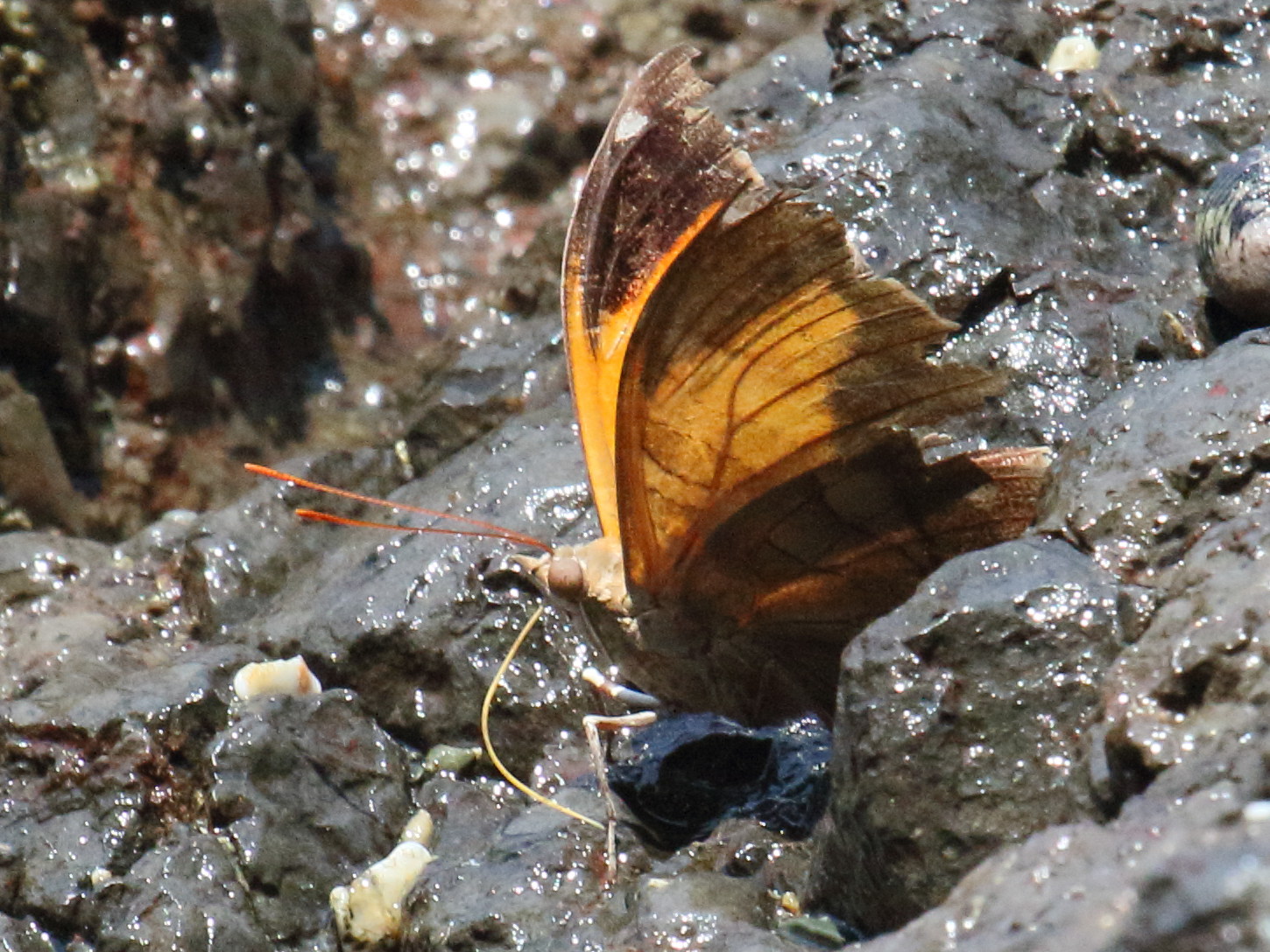 historis_odius_dious1bd