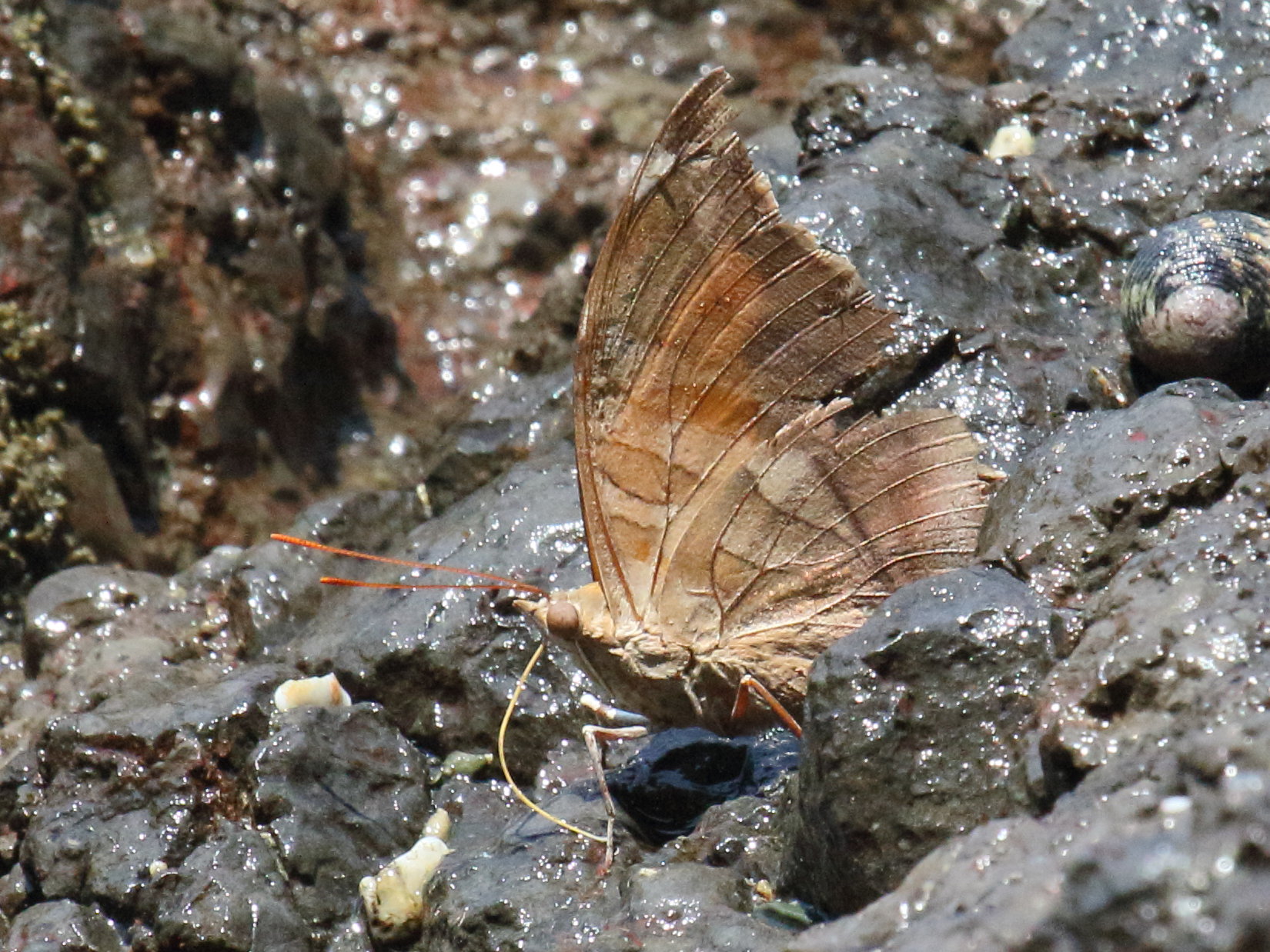 historis_odius_dious2bd