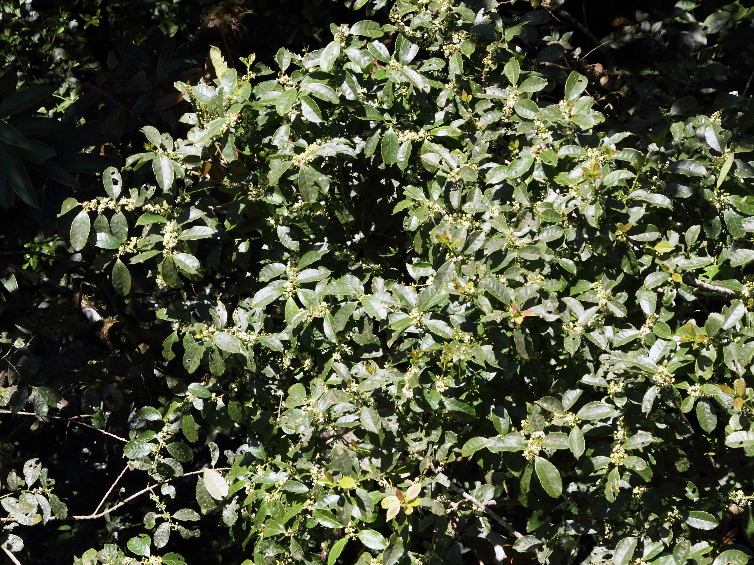ilex_lamprophylla1md