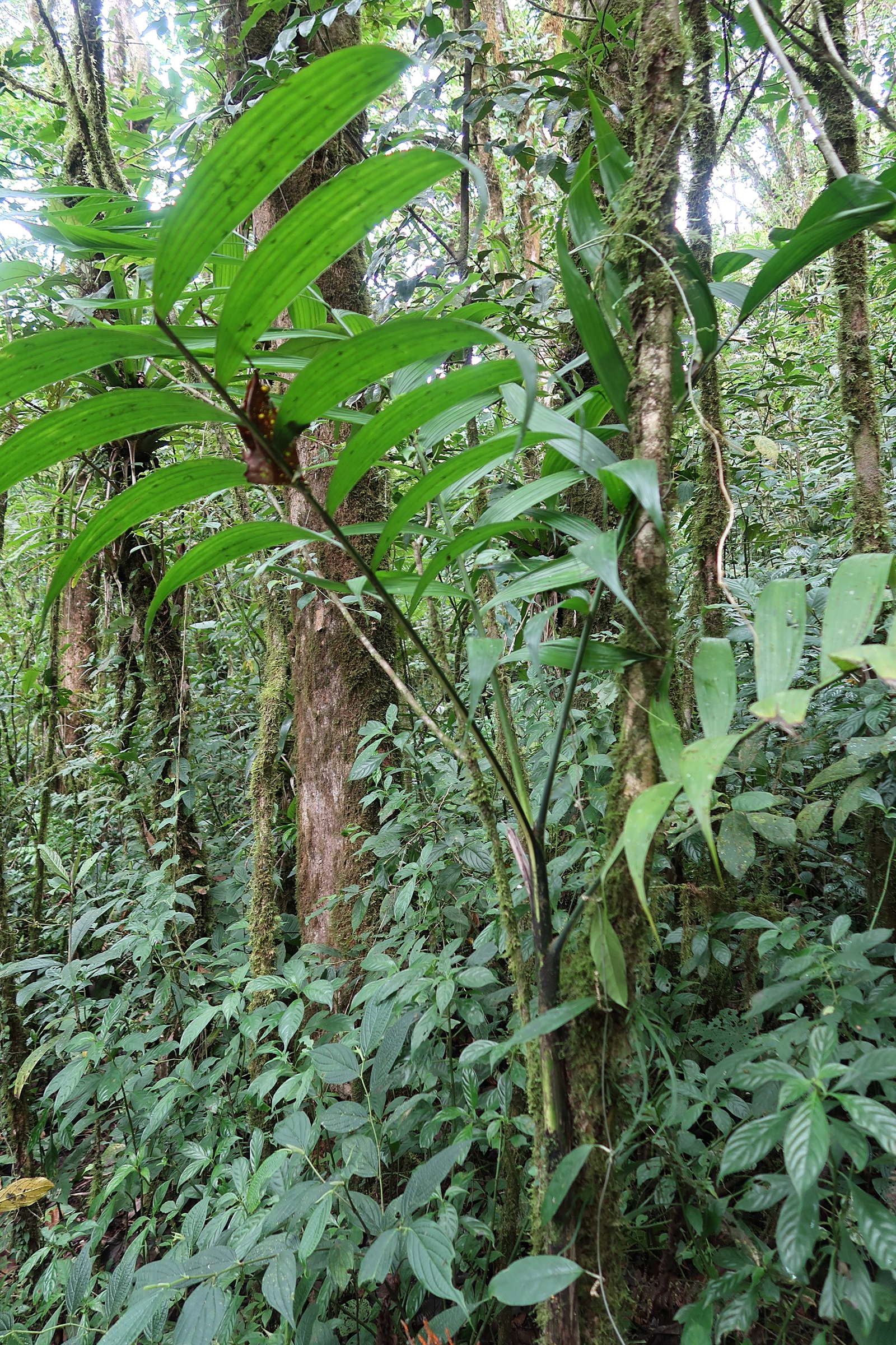 chamaedorea_tepelijote1md