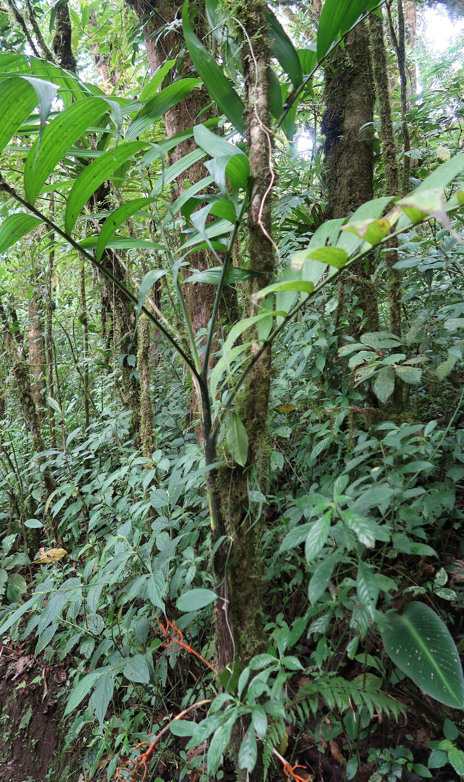 chamaedorea_tepelijote4md