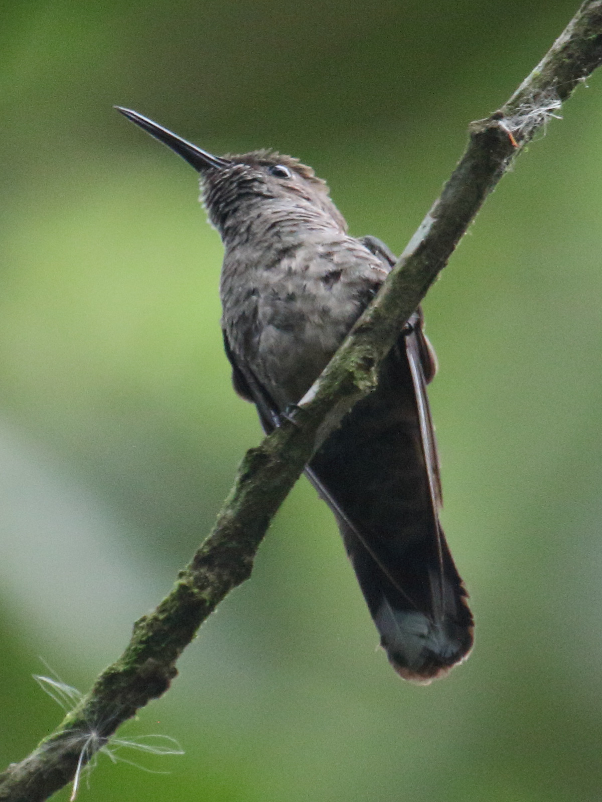 colibri_de_cuvier_-_phaeochroa_cuvieri2bd