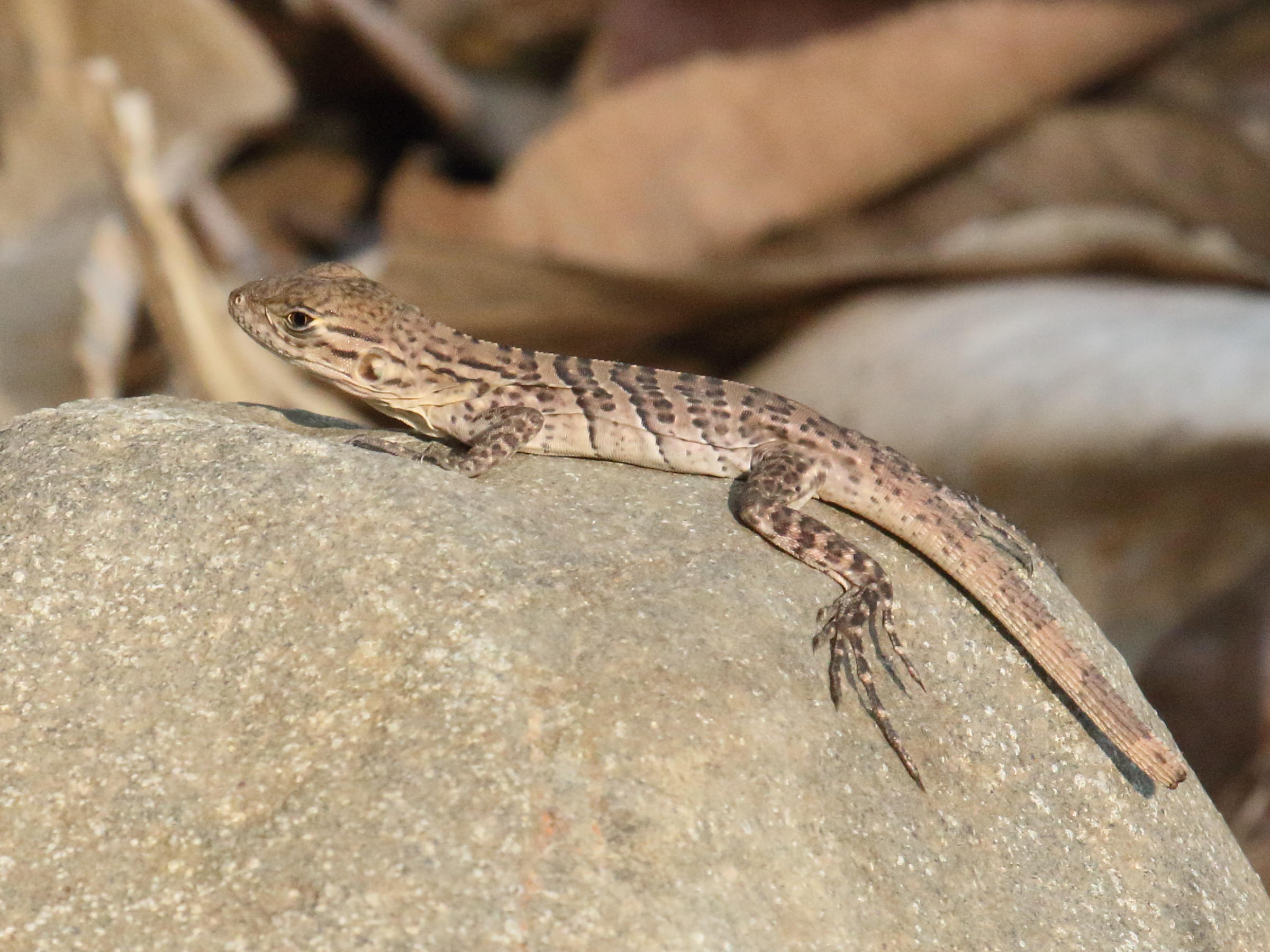 ctenosaura_similis6bd