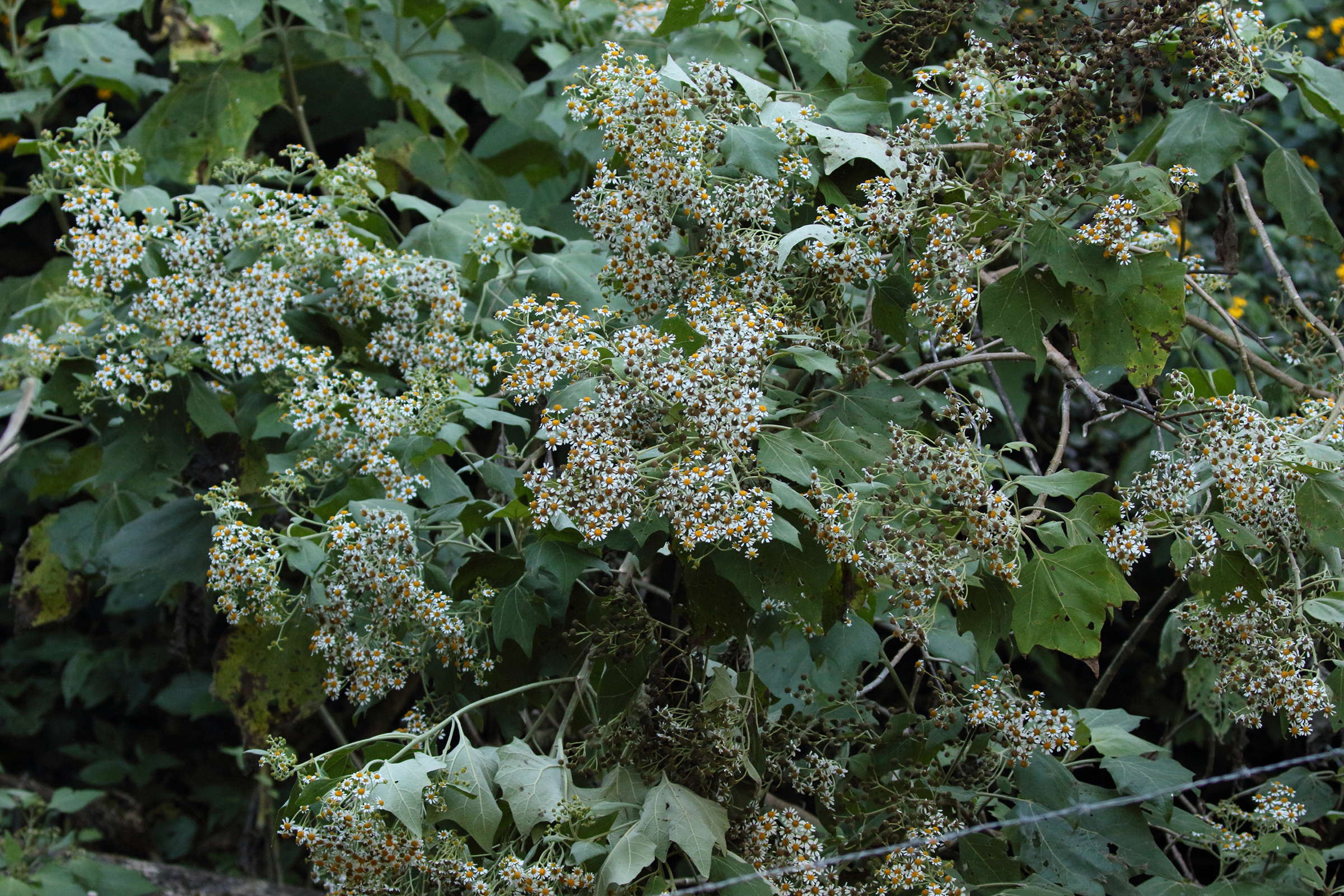 Afficher le média montanoa_guatemalensis2bd montanoa_guatemalensis2bd