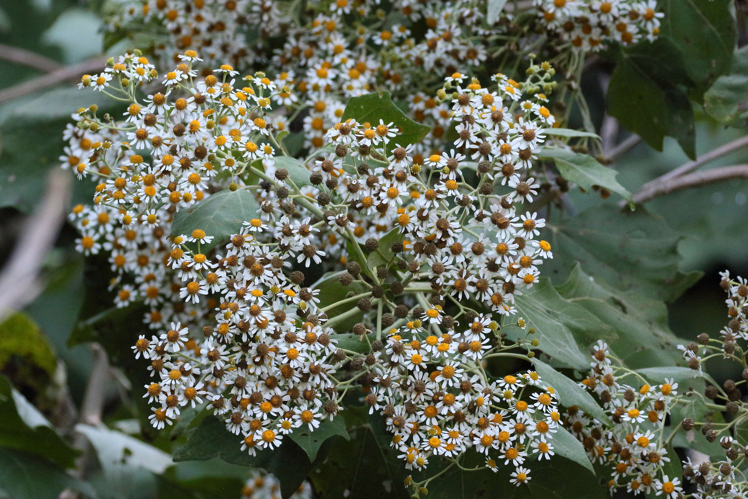 Afficher le média montanoa_guatemalensis3bd montanoa_guatemalensis3bd