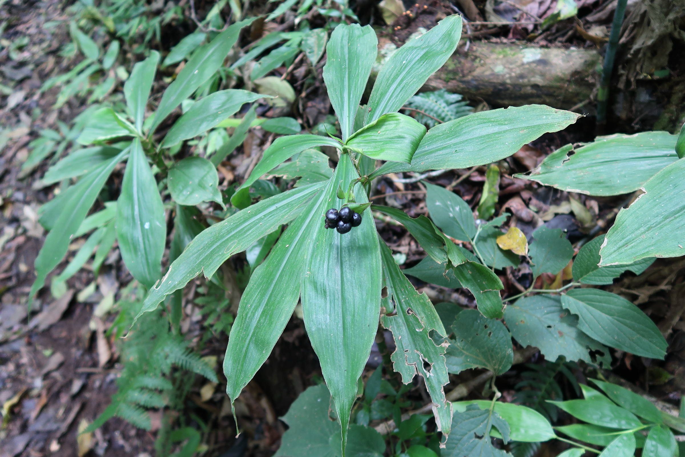 tradescantia_zanonia1md