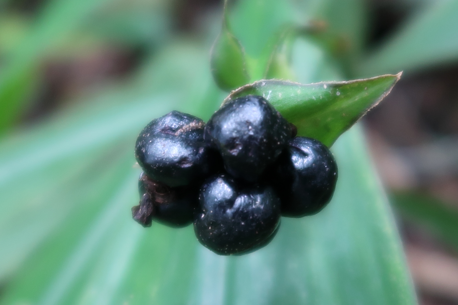 tradescantia_zanonia2md