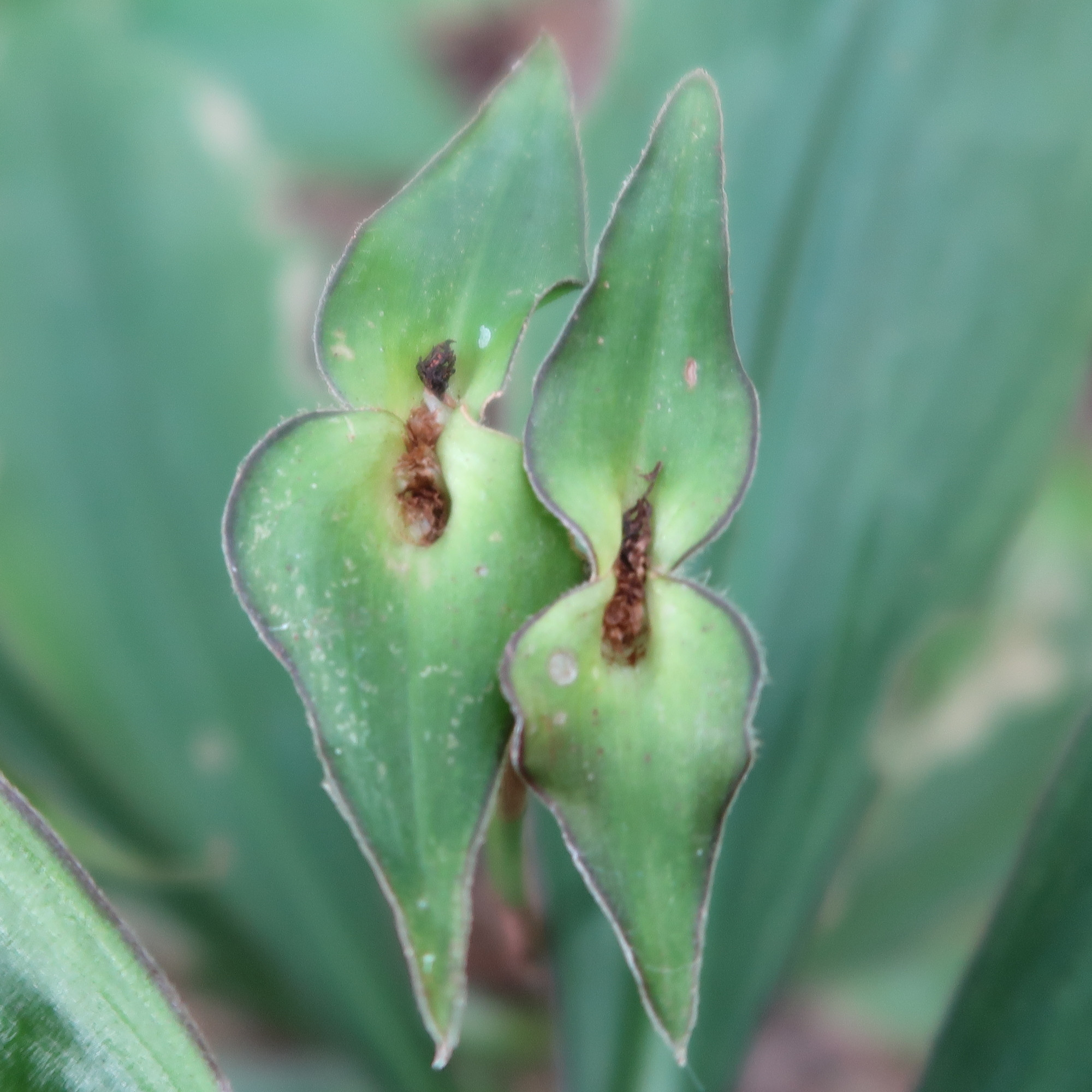 tradescantia_zanonia3md