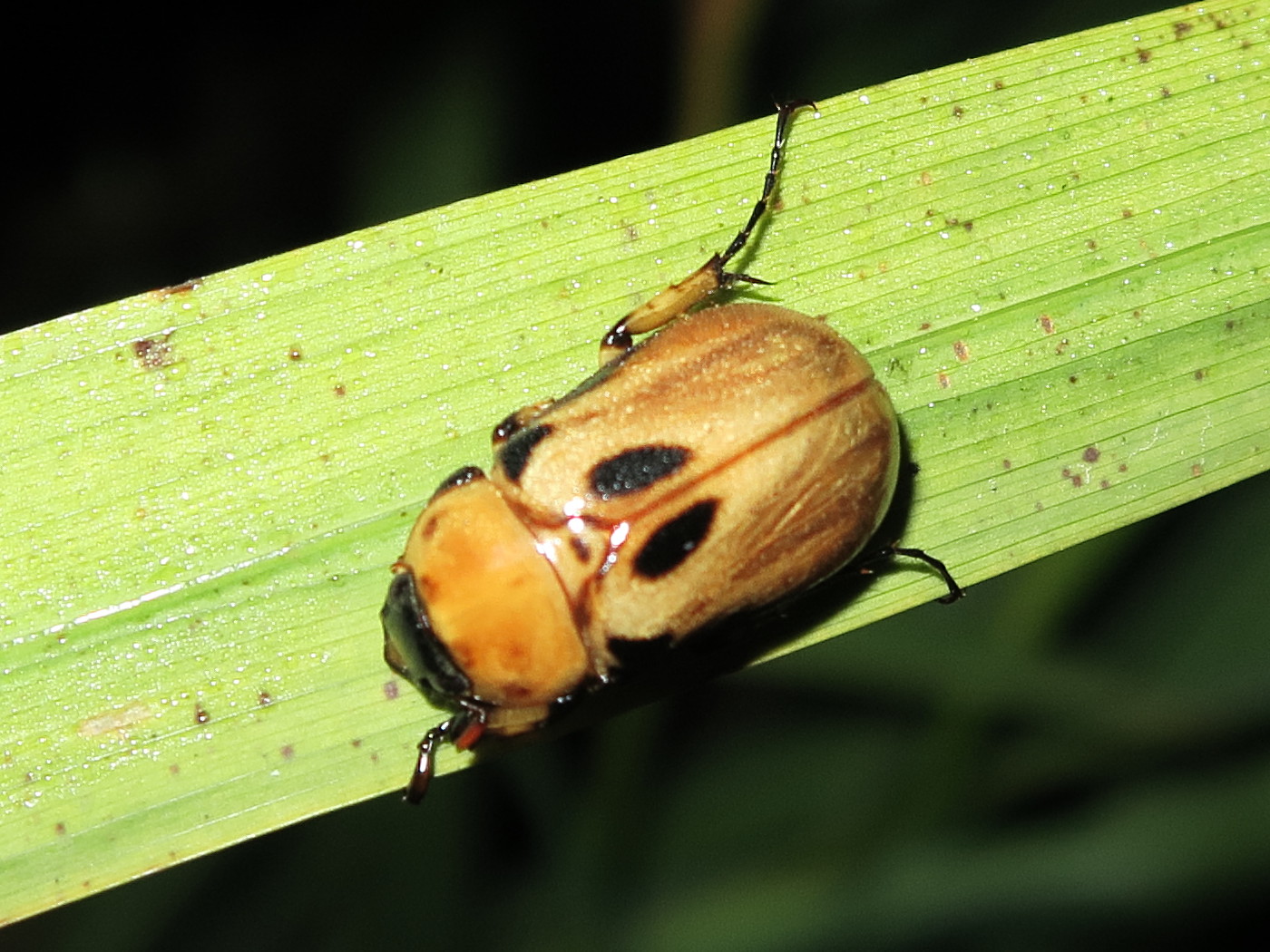 ancognatha_vulgaris1md