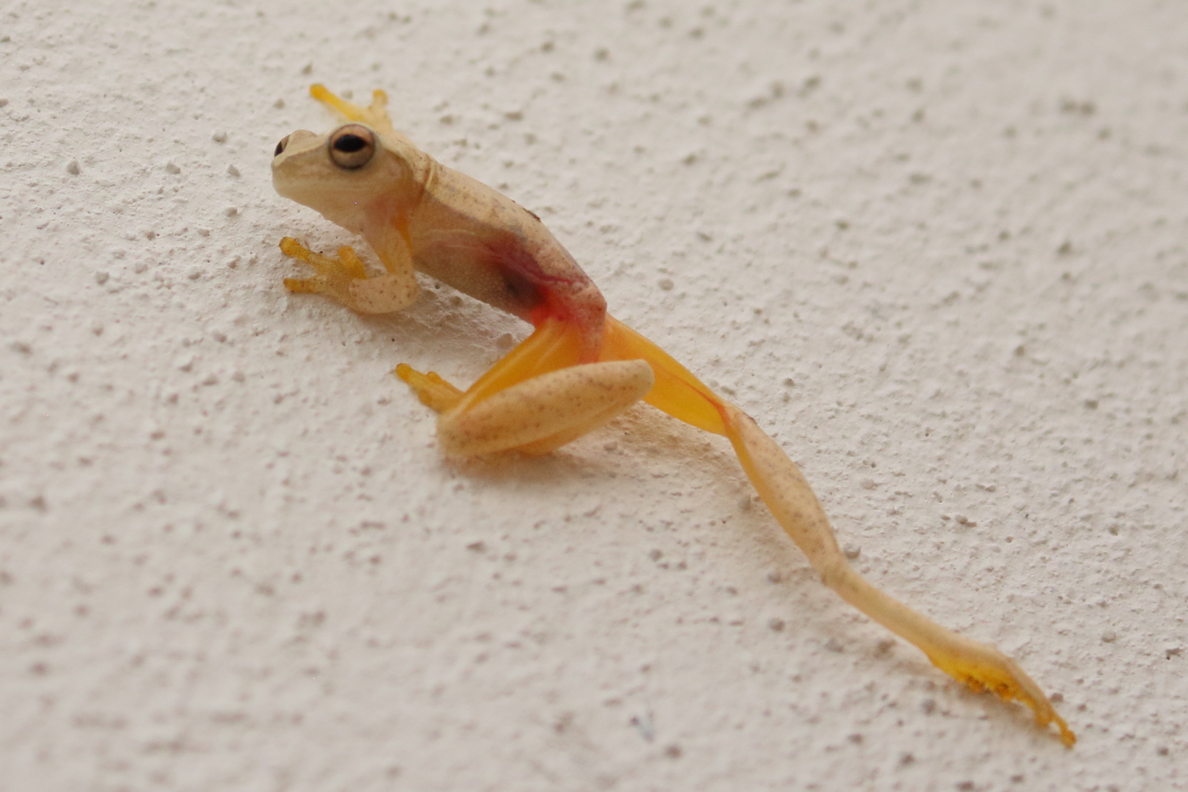 dendropsophus_microcephalus1bd