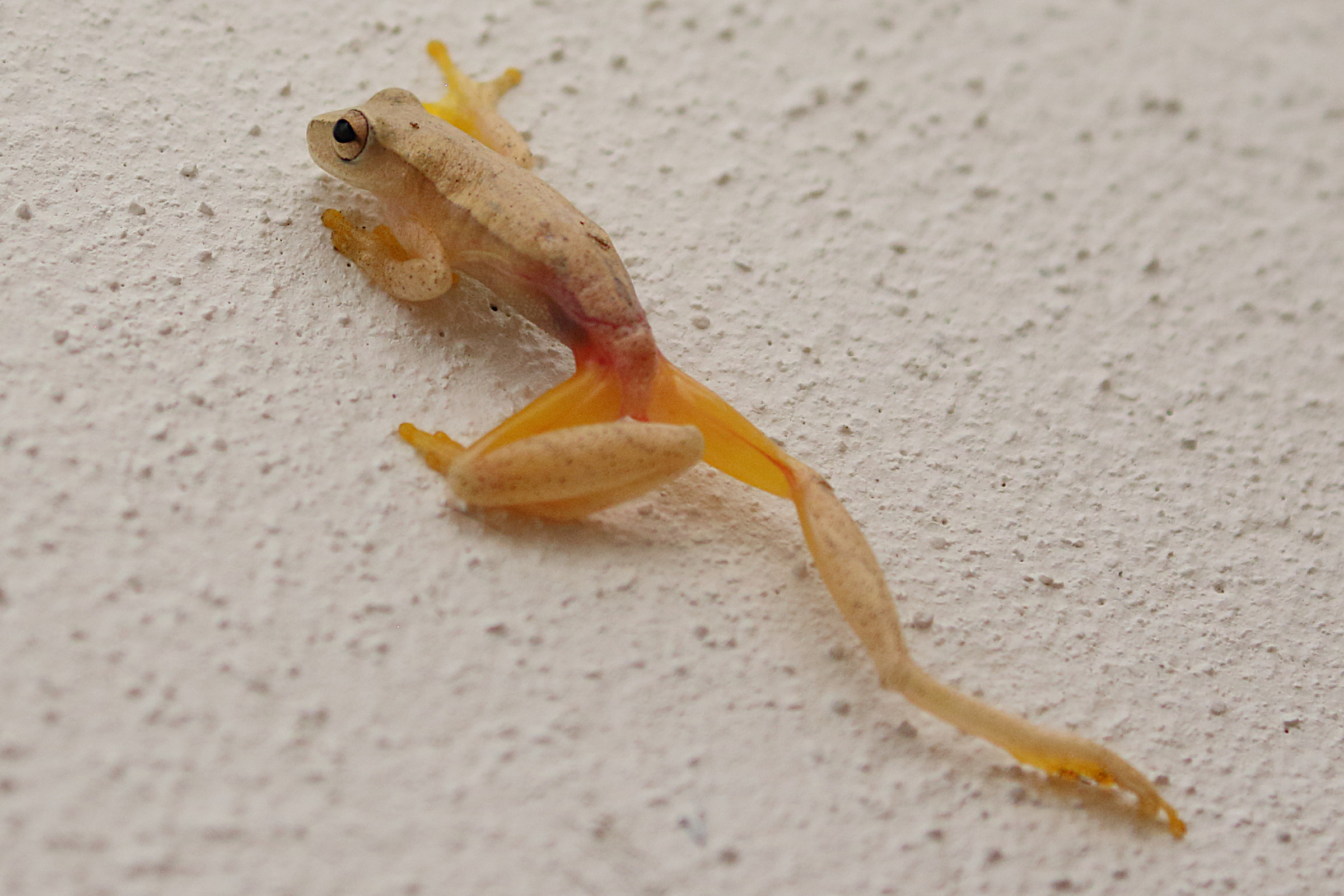 dendropsophus_microcephalus2bd