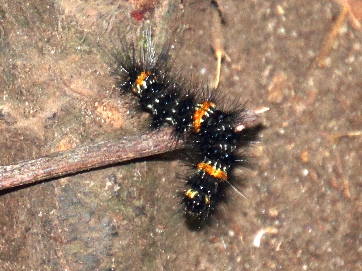 Afficher le média dysschema_cf_dissimulta_ch1md dysschema_cf_dissimulta_ch1md