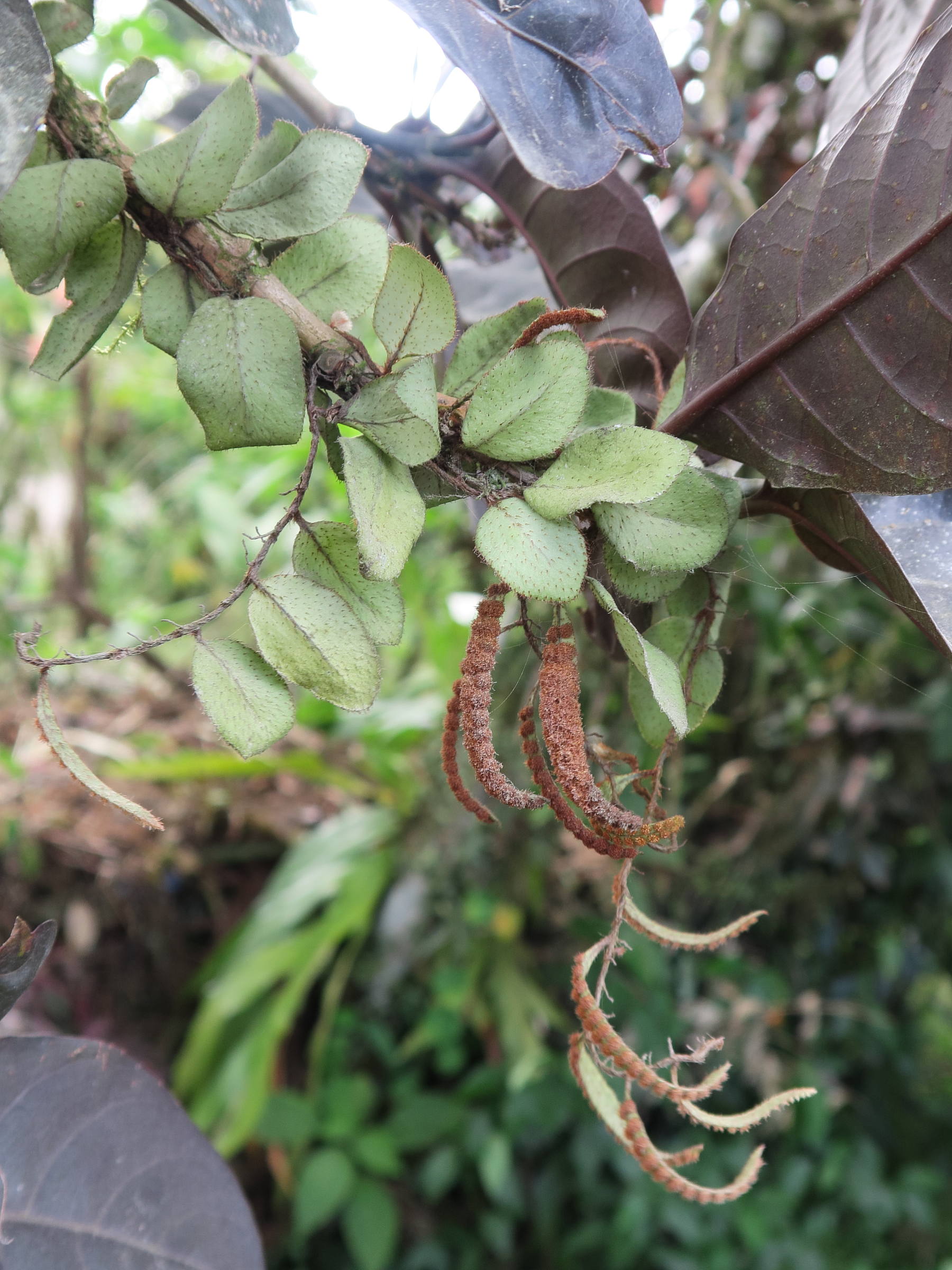 microgramma_tecta1md