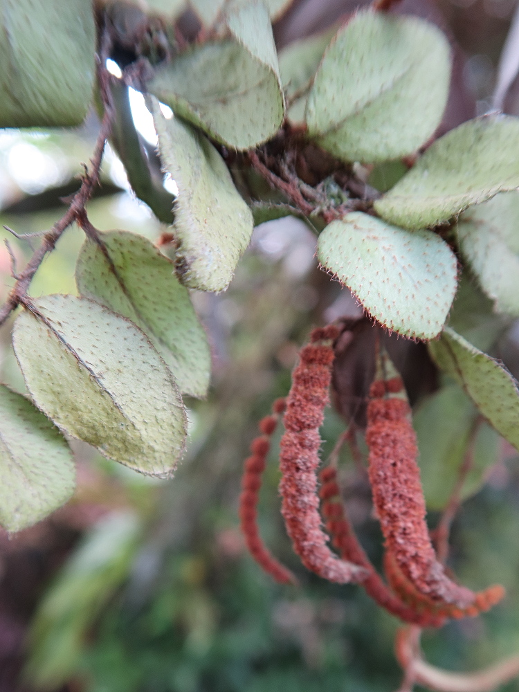 microgramma_tecta2md