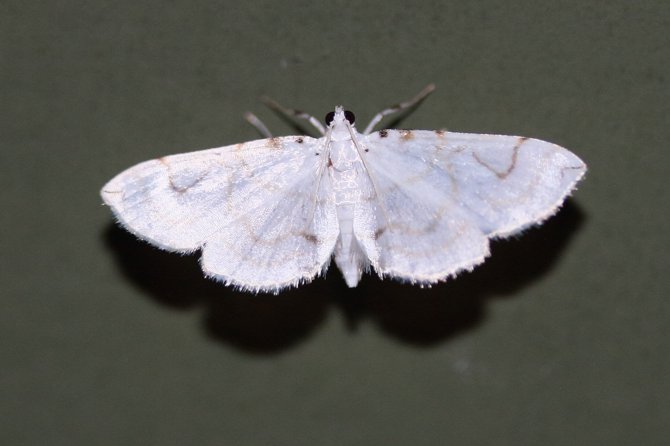 neurophyseta_camptigrammalis1md