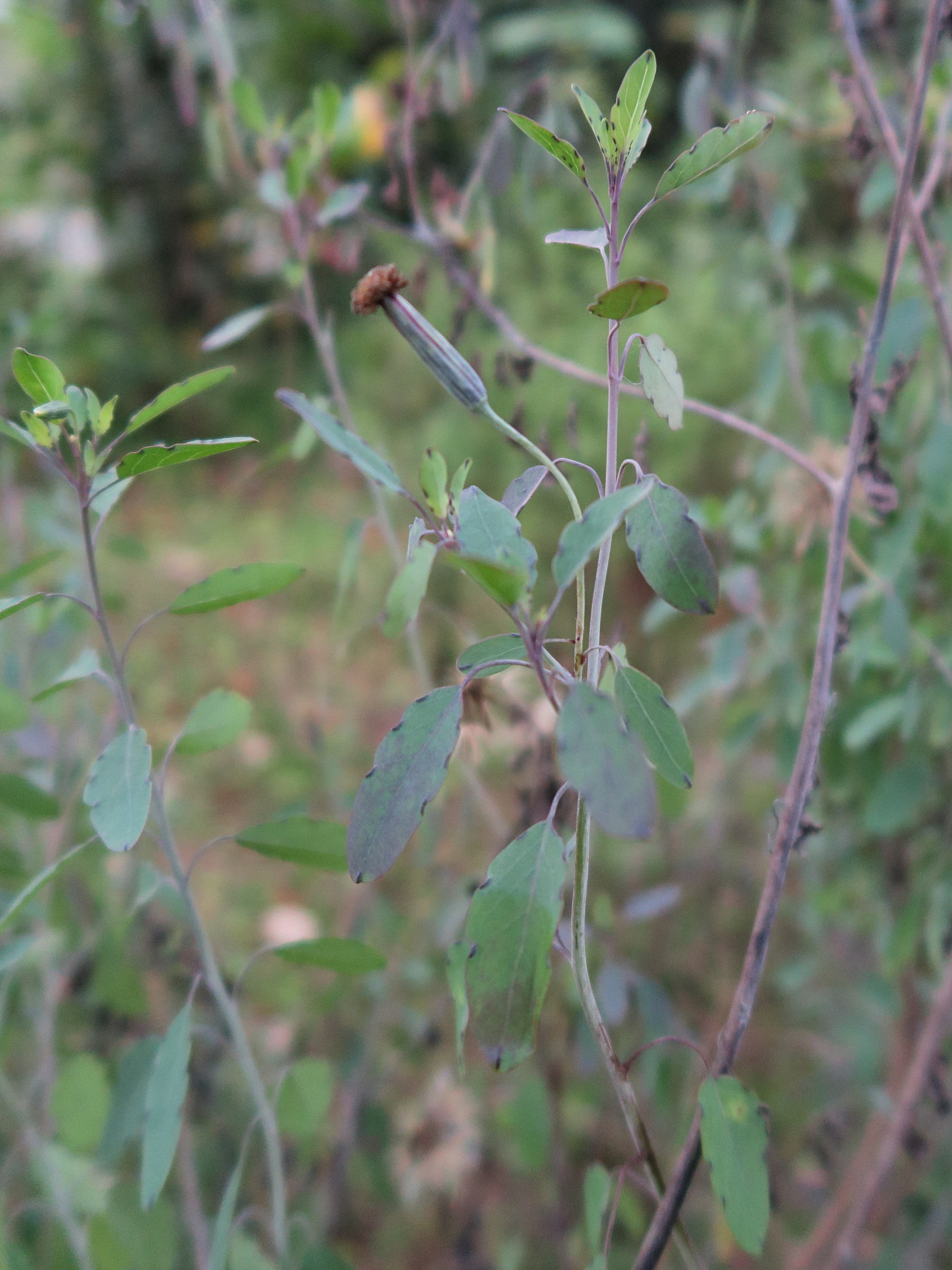 porophyllum_ruderale1md