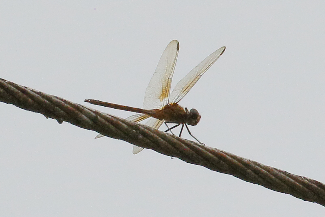 brachymesia_herbida2bd