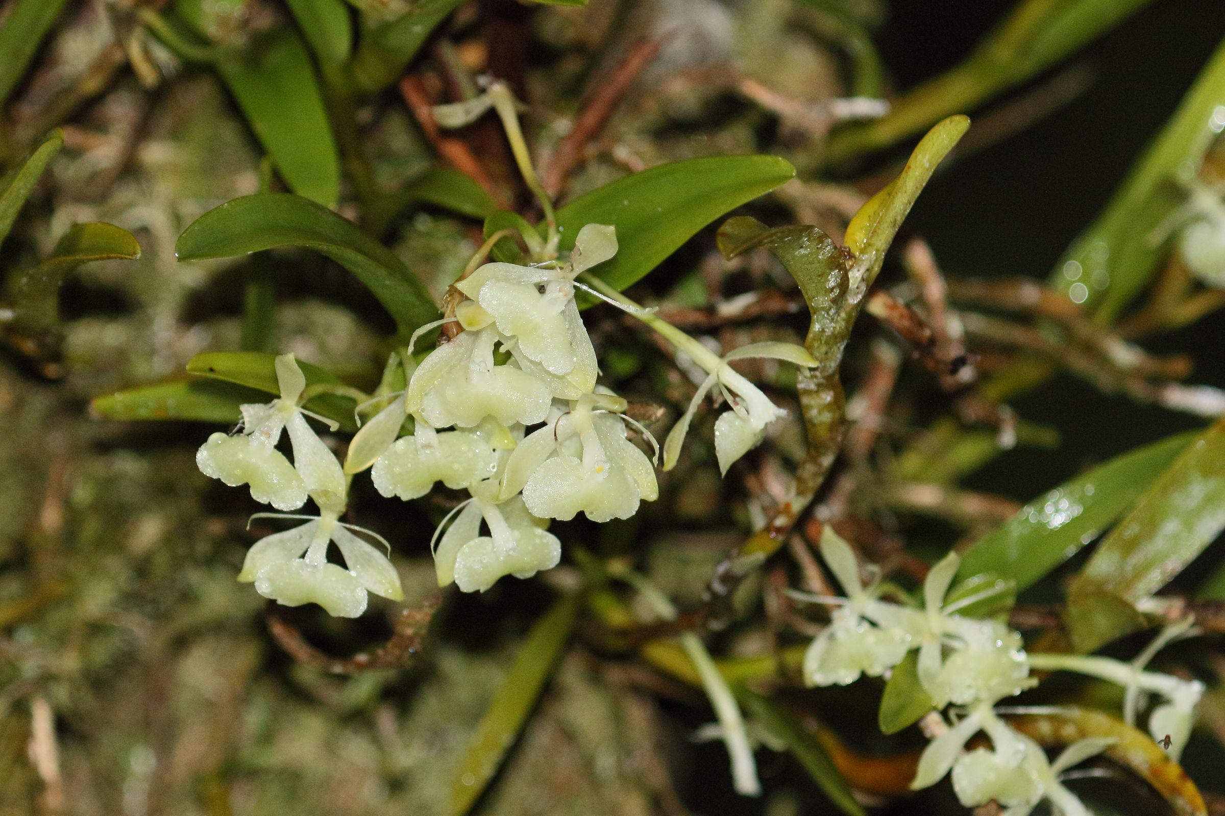 epidendrum_difforme1md