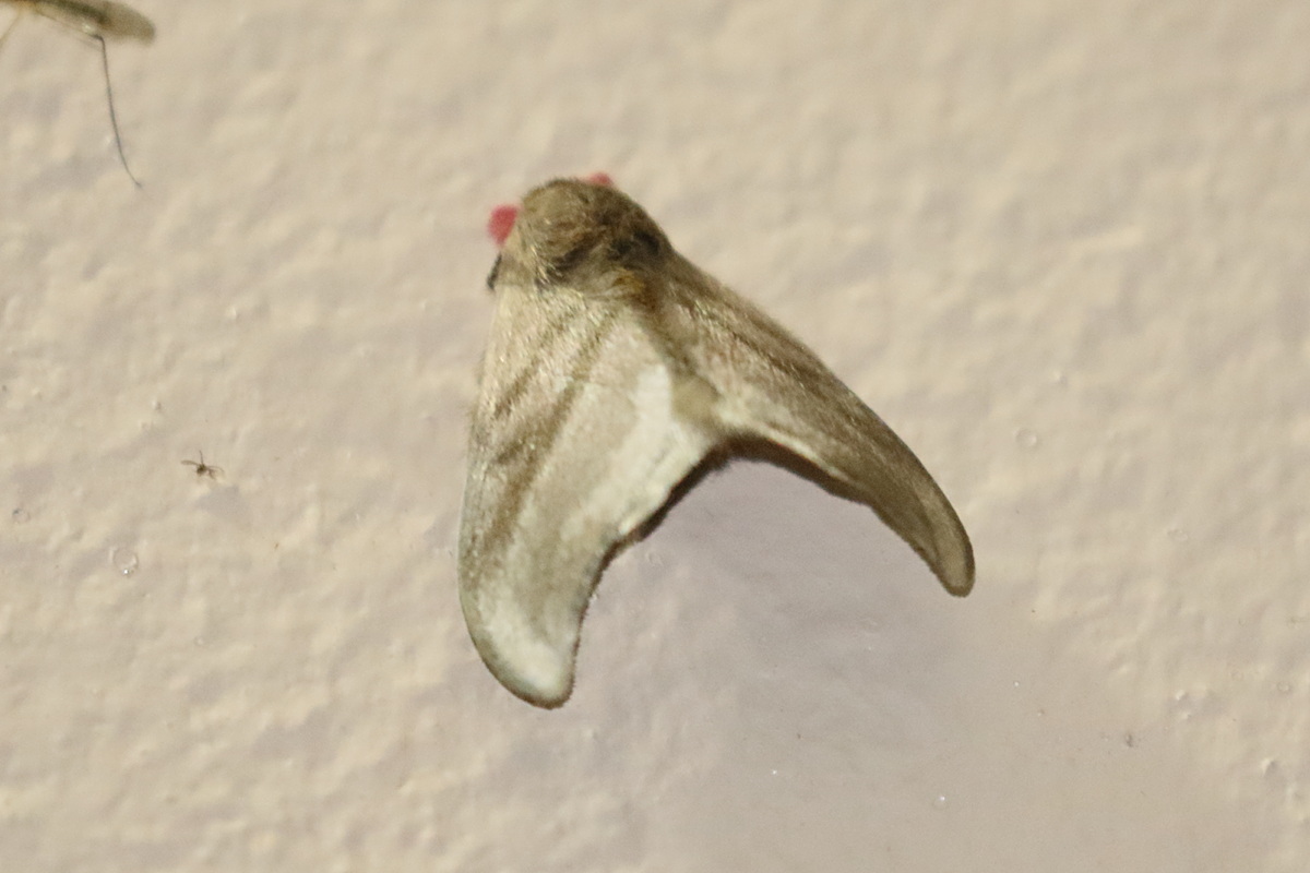 hylesia_cf_dalina1bd