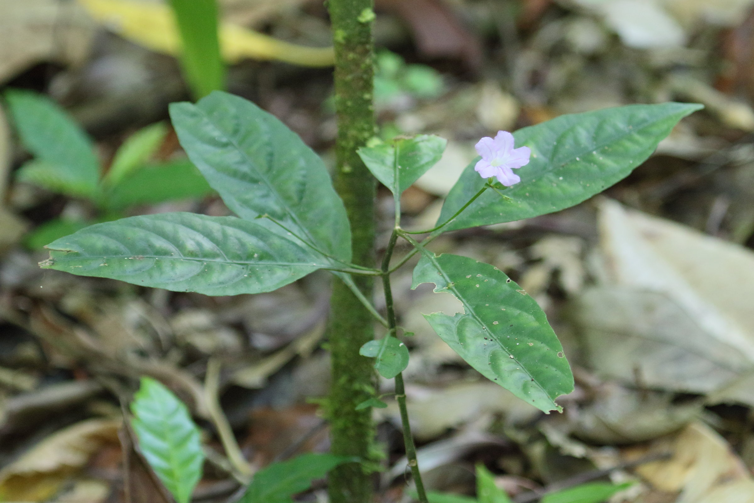 Afficher le média ruellia_stemonacanthoides1md ruellia_stemonacanthoides1md