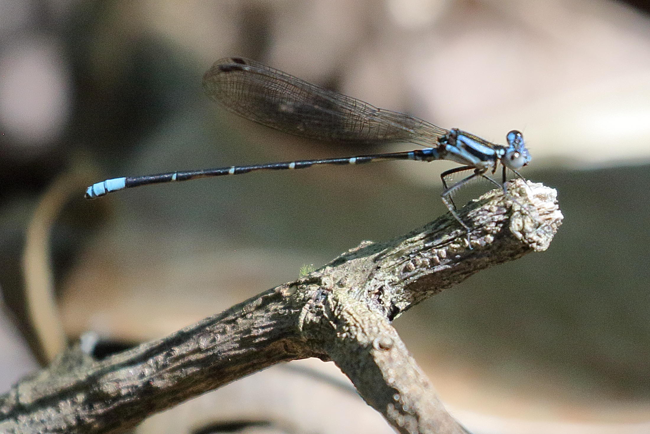 argia_cf_oculata-2bdjpg
