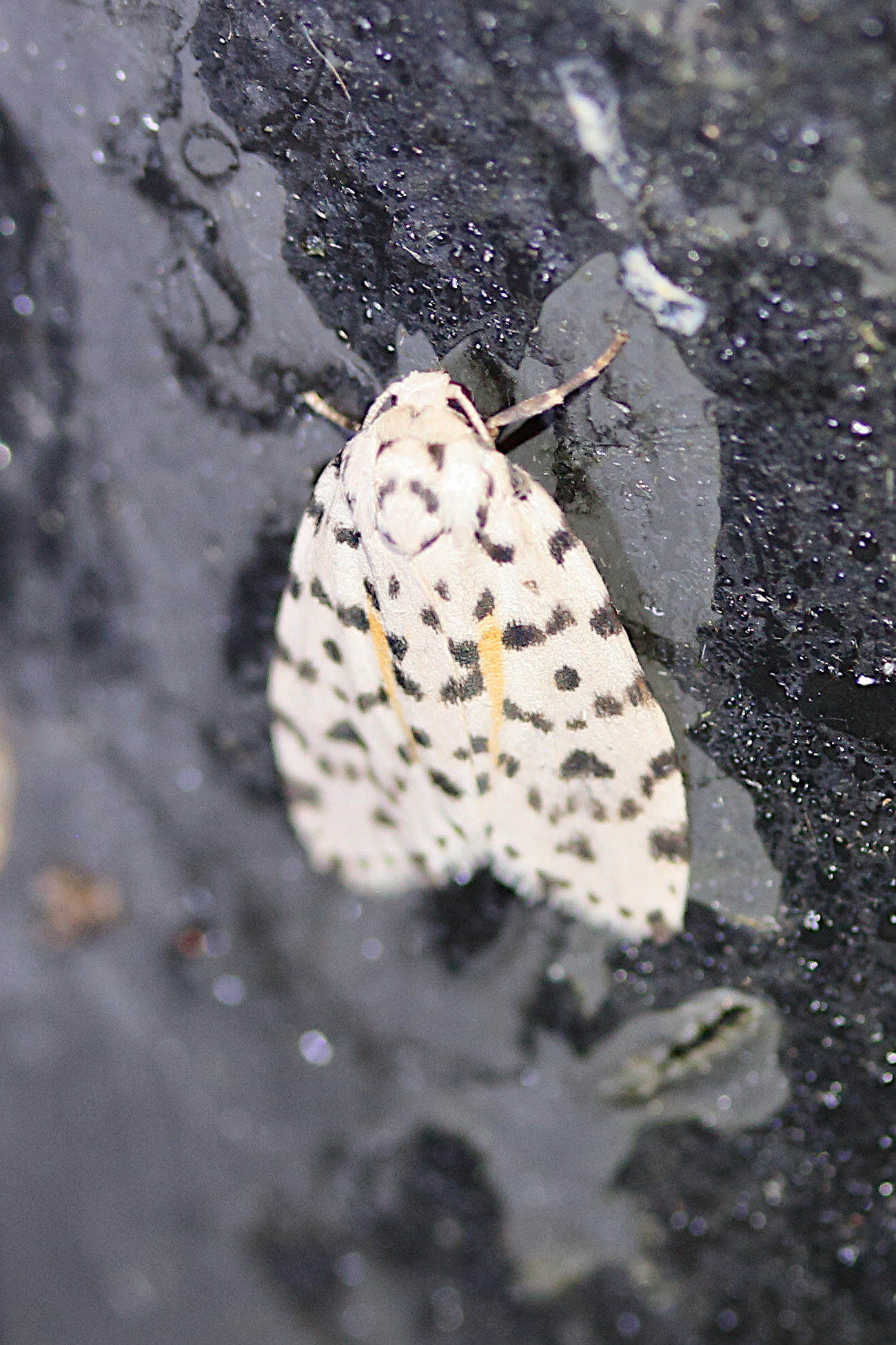 clemensia_leopardina