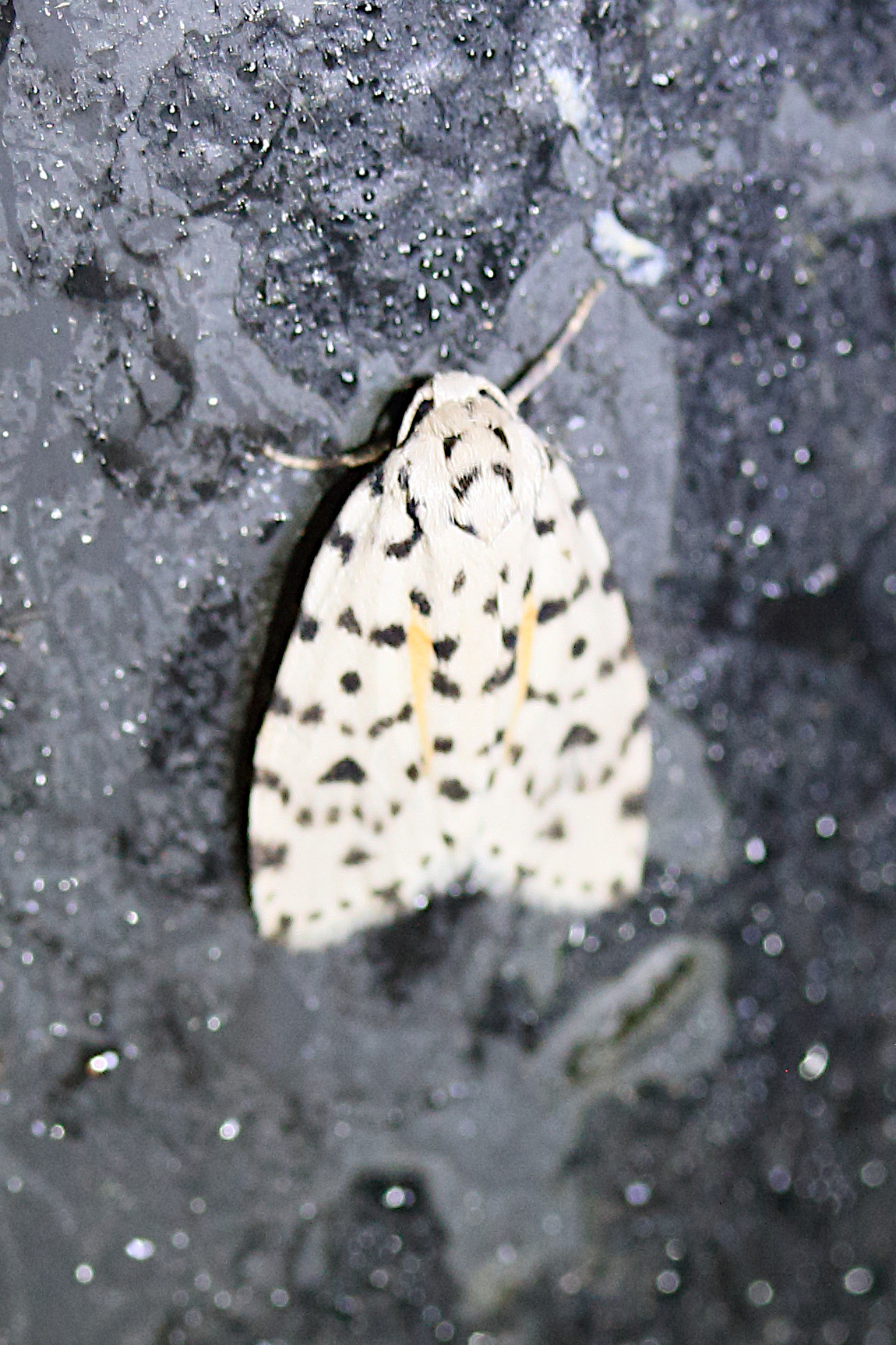 clemensia_leopardina