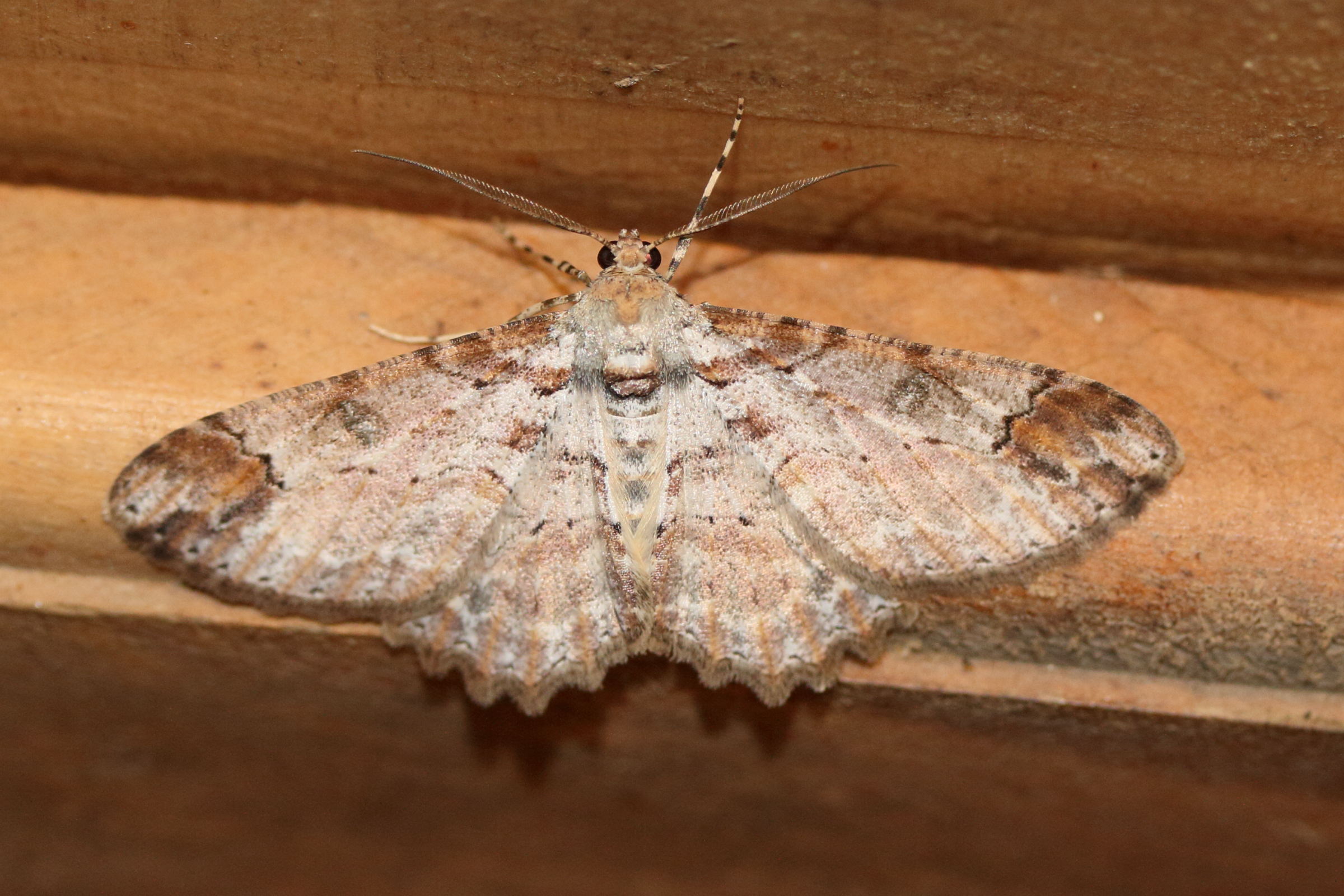 iridopsis_oberthuri1md