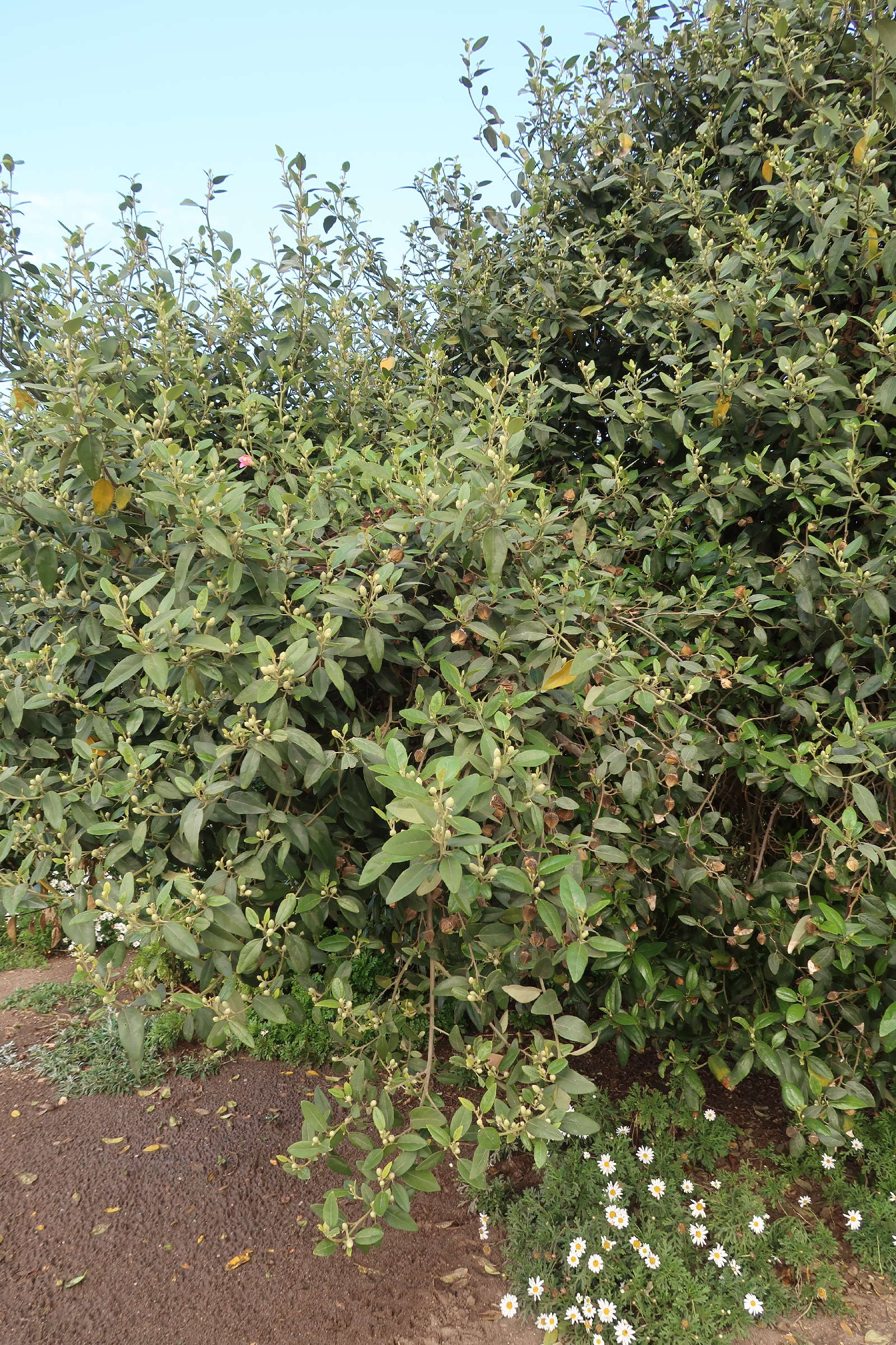 lagunaria_patersonii5md