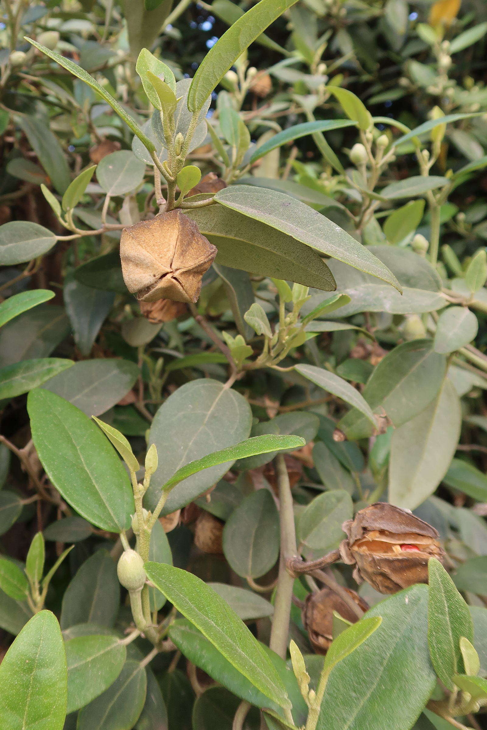 lagunaria_patersonii6md