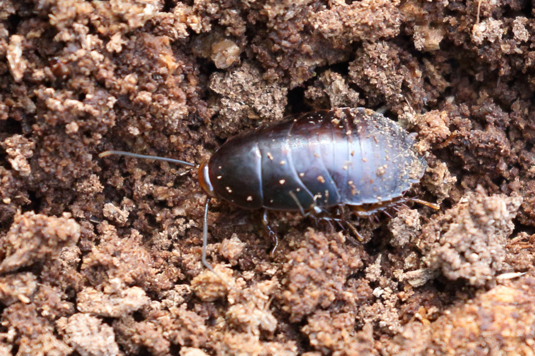 pycnoscelus_surinamensis1bd