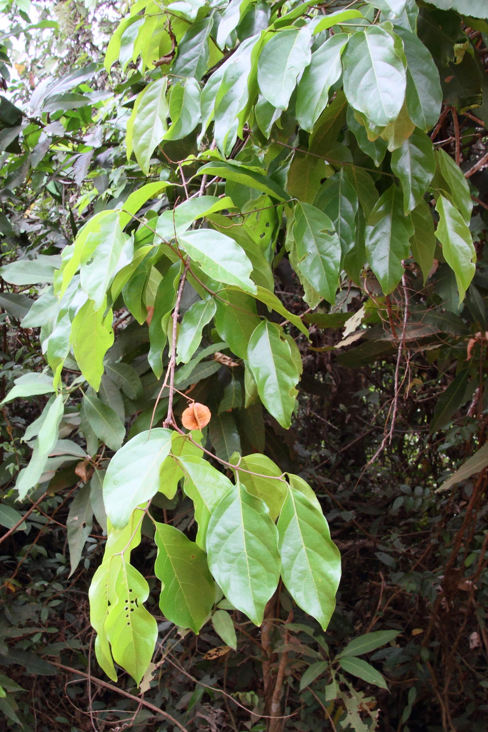 Afficher le média combretum_quadrangulare1md combretum_quadrangulare1md