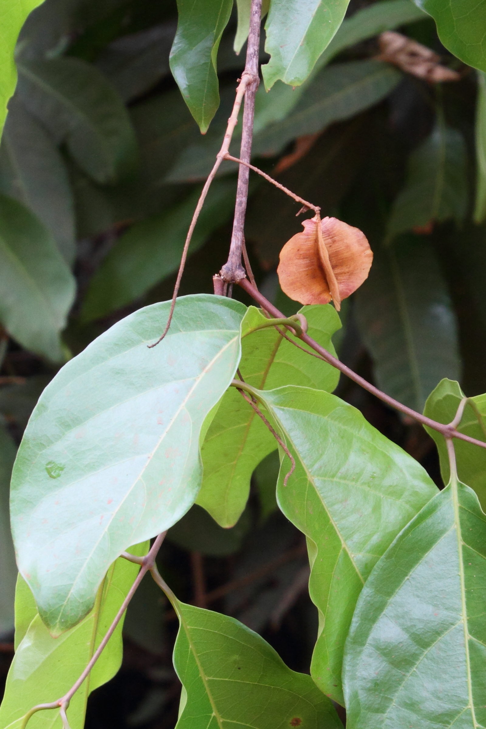 Afficher le média combretum_quadrangulare2md combretum_quadrangulare2md