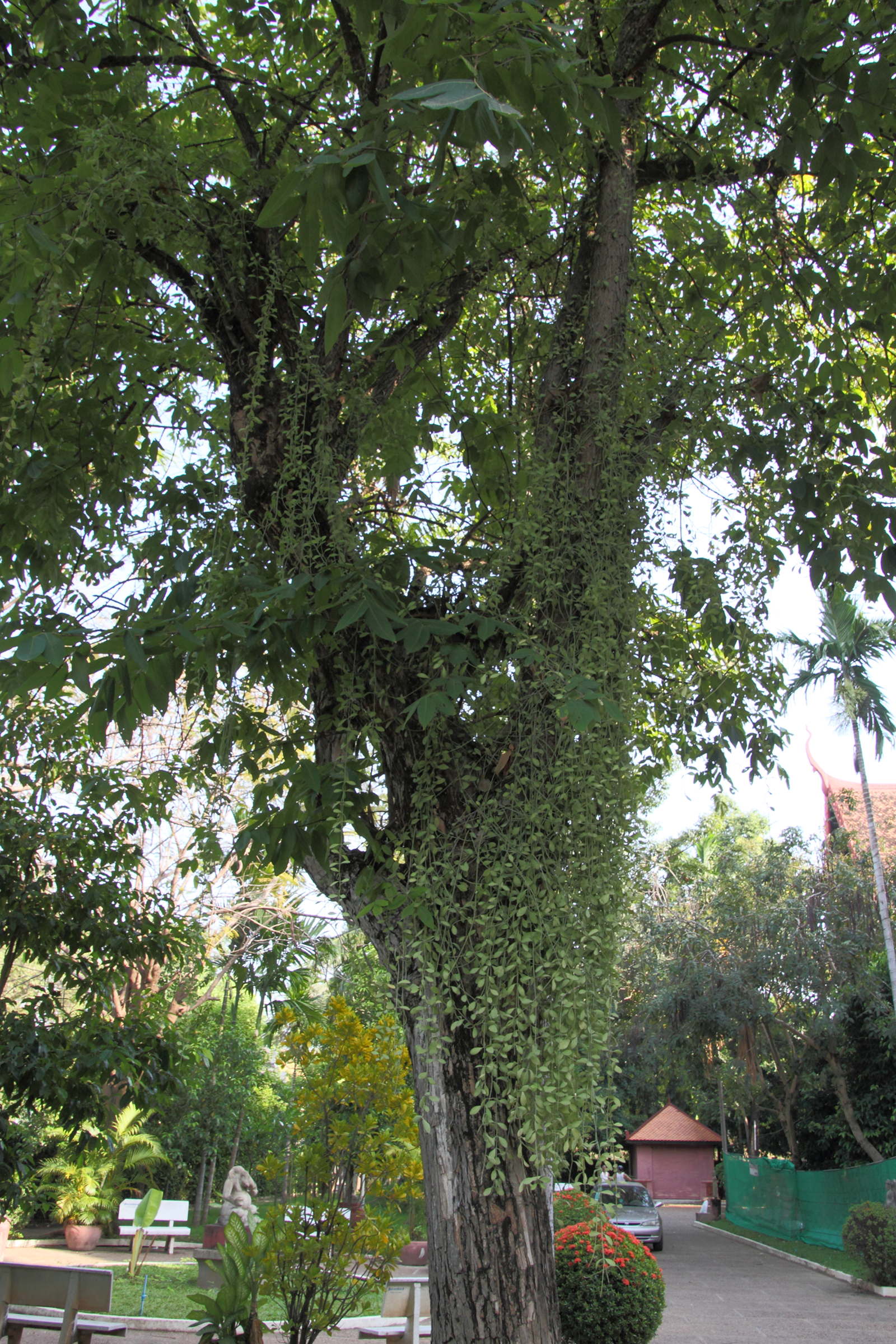 dischidia_nummularia1md