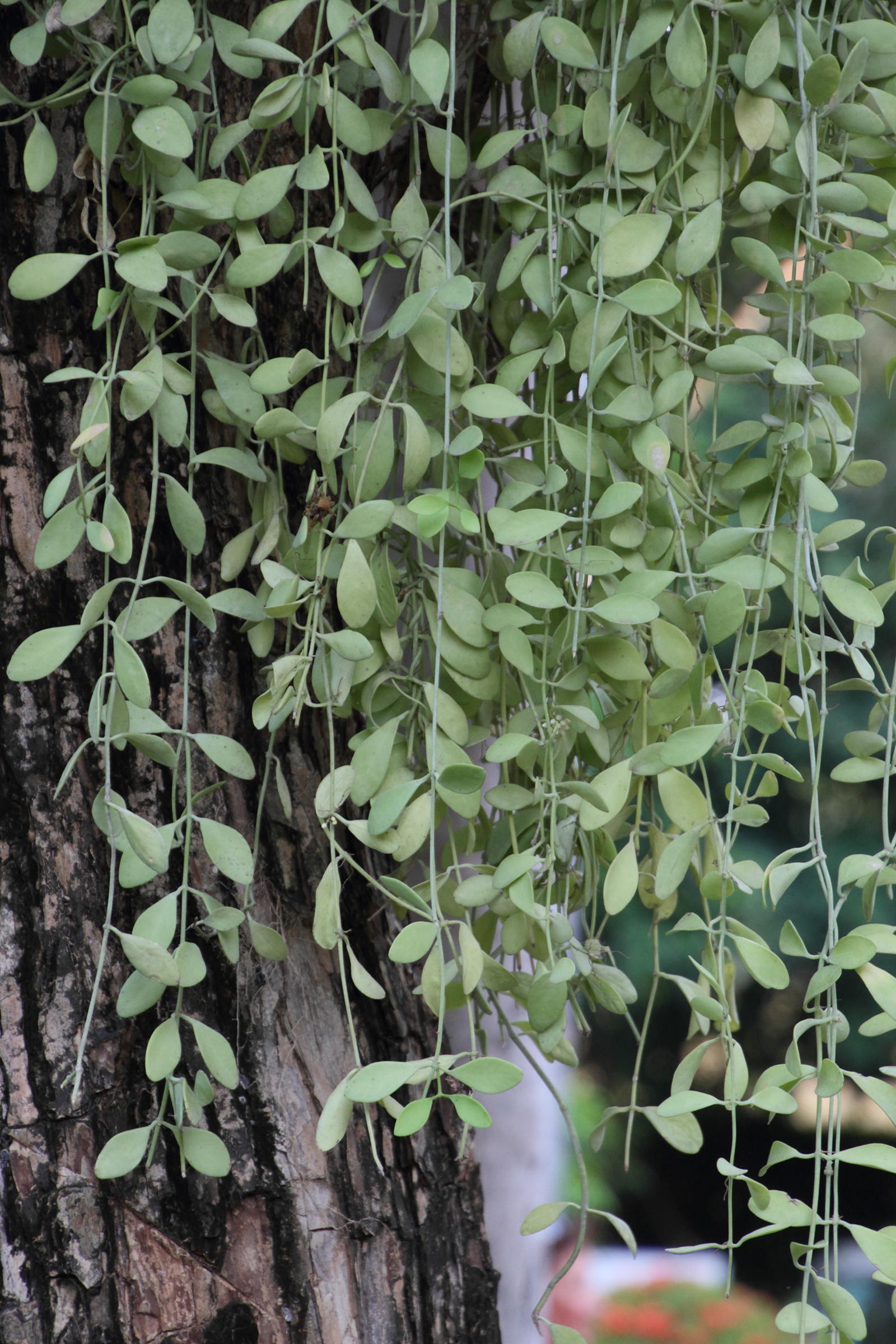 dischidia_nummularia2md