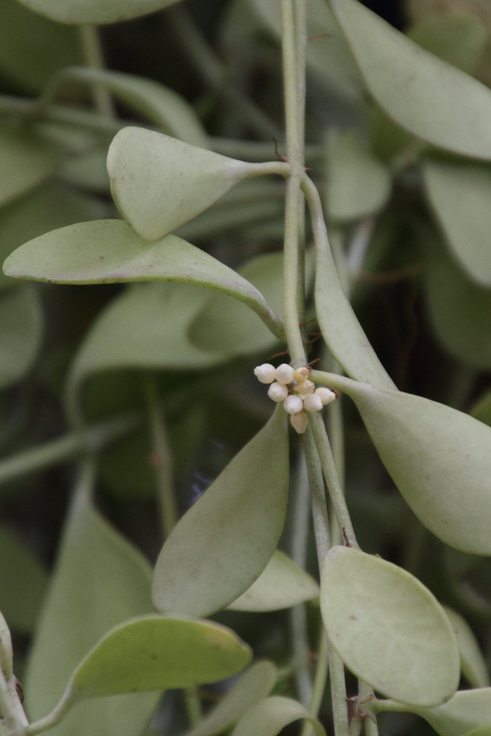 dischidia_nummularia3md