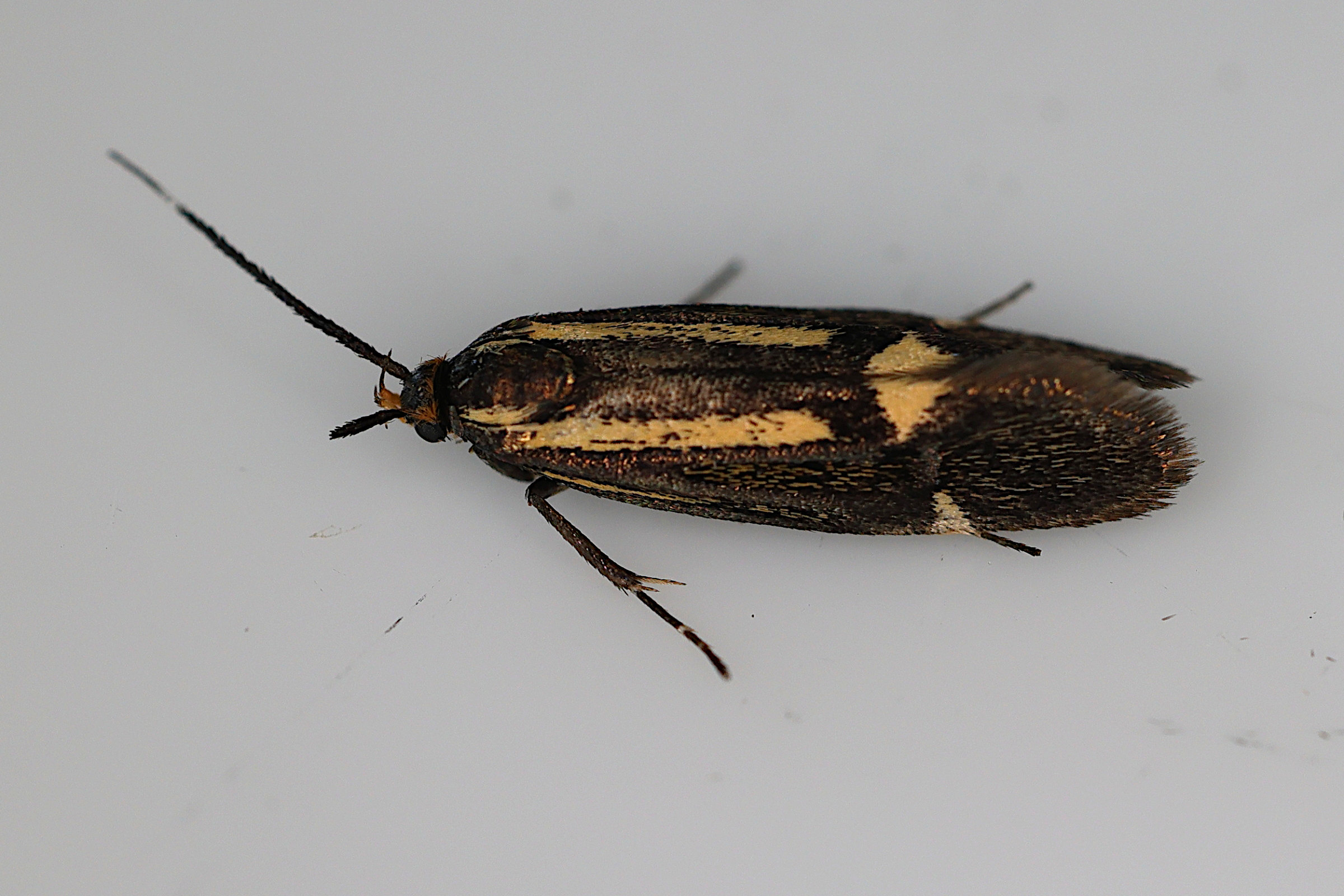 esperia_sulphurella2md