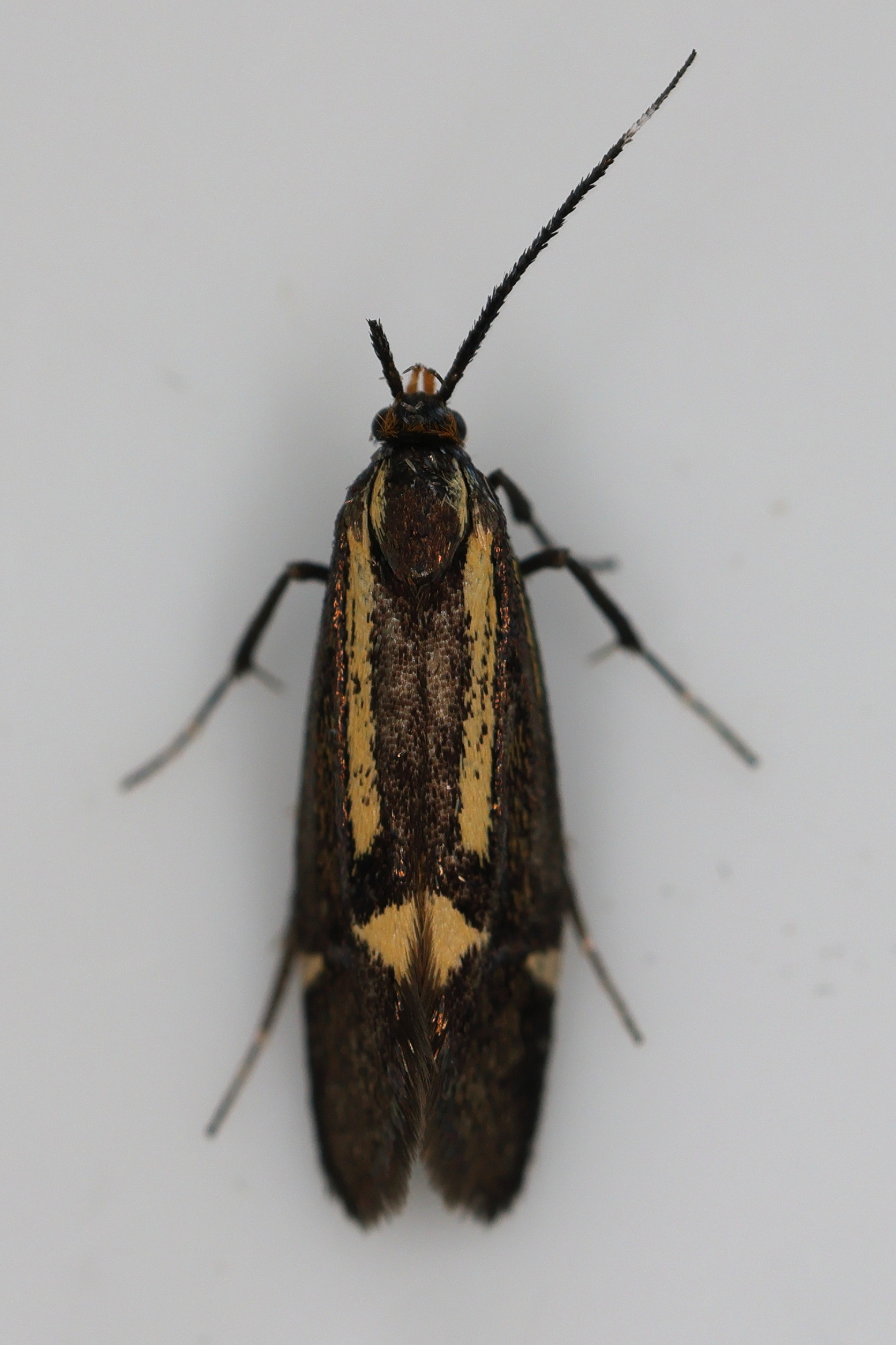 esperia_sulphurella5md