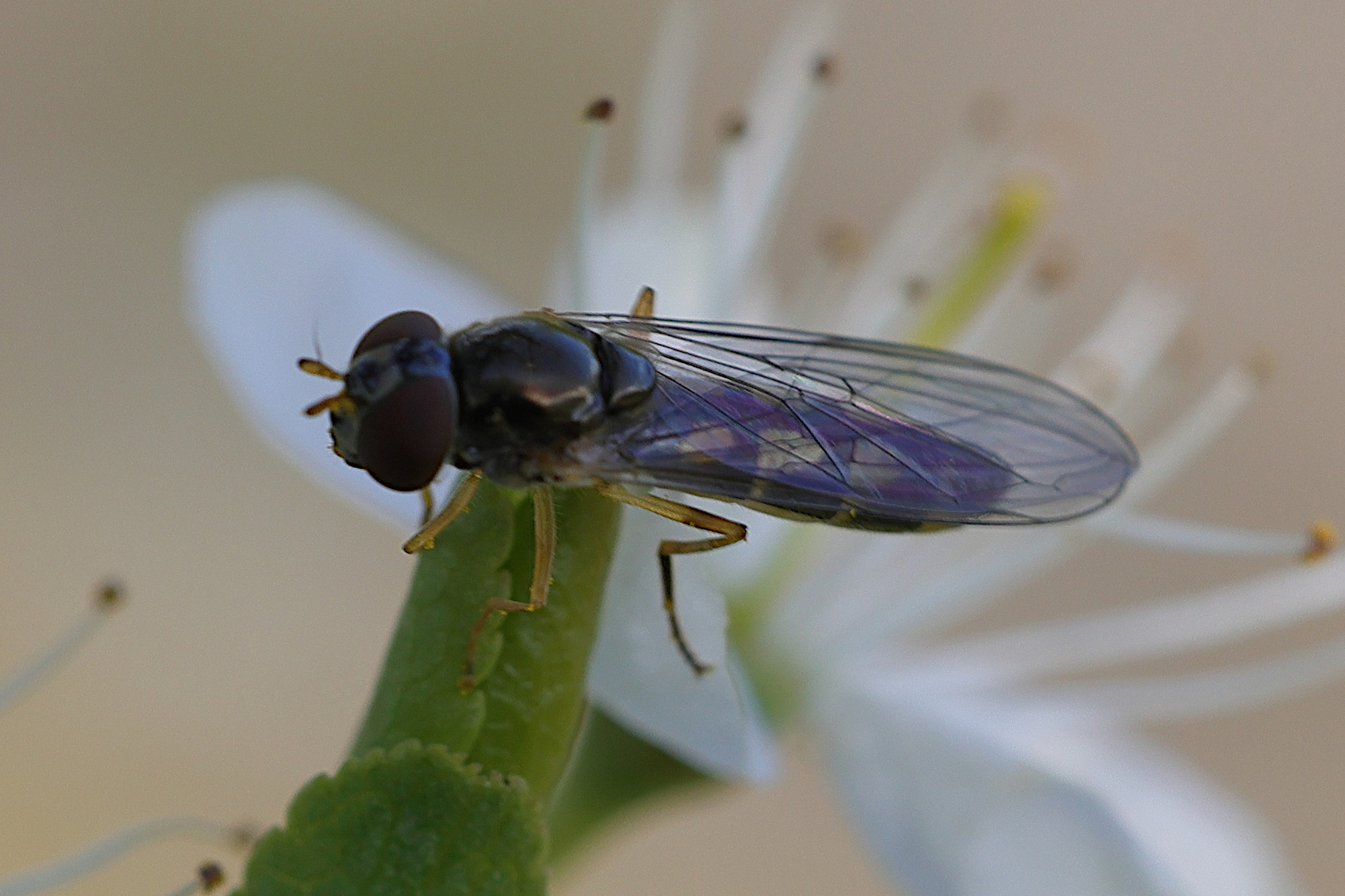 melanostoma_scalare4md