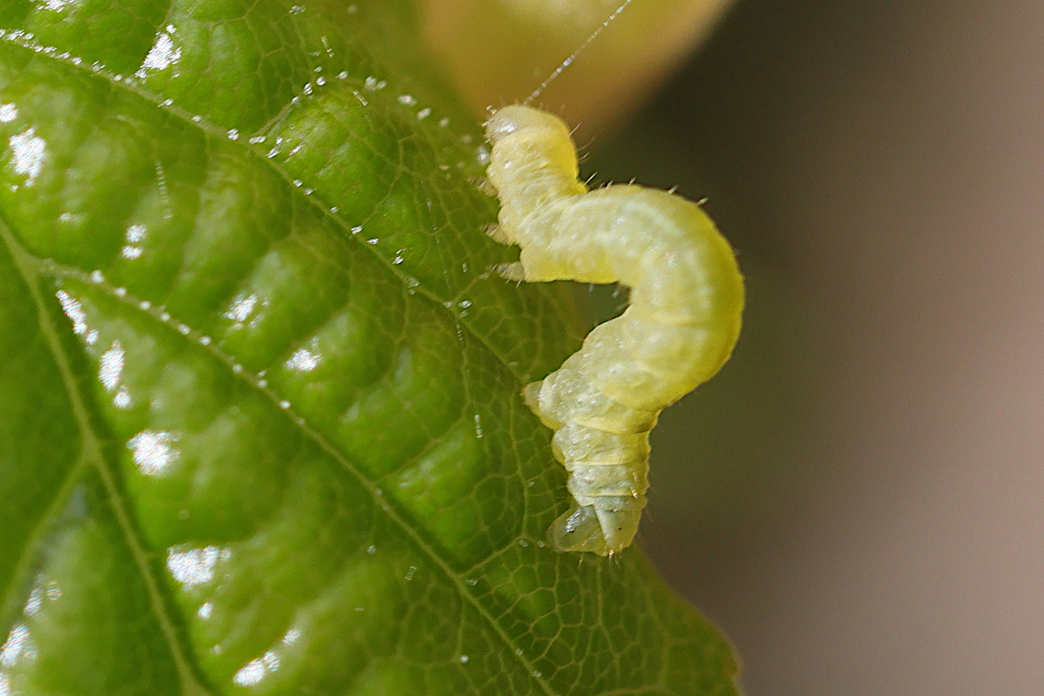 operophtera_brumata_ch3md