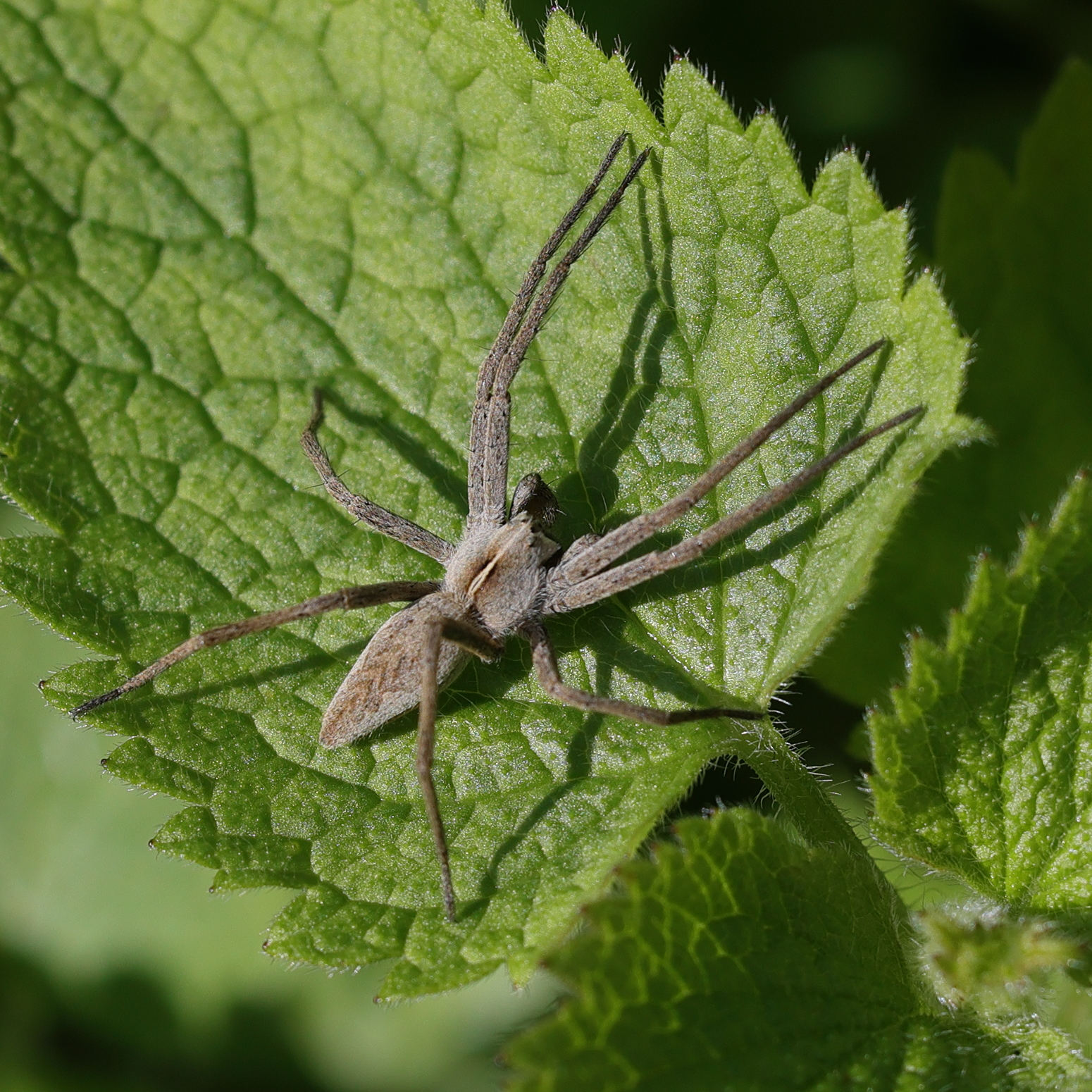 pisaura_mirabilis4md