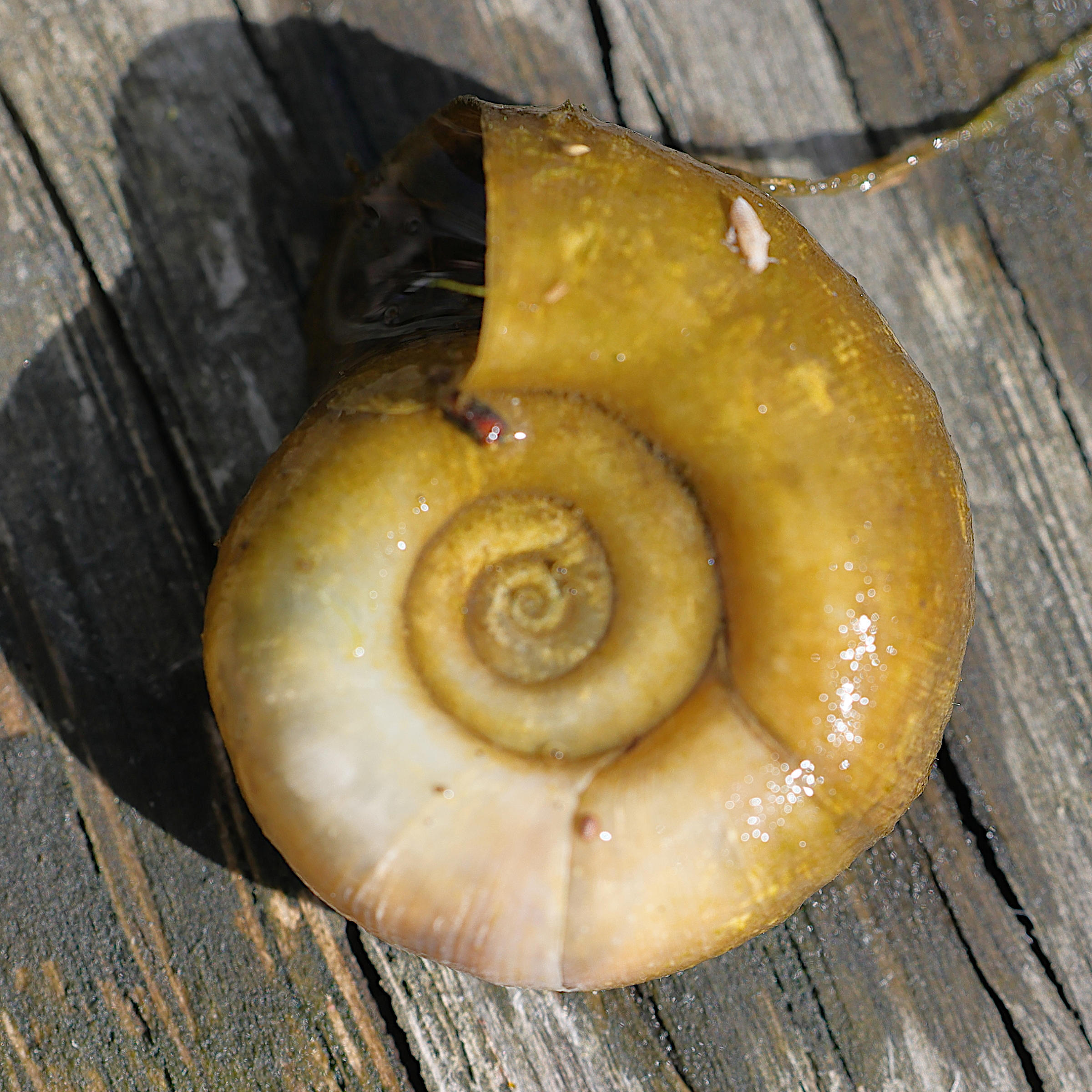 planorbarius_corneus8md