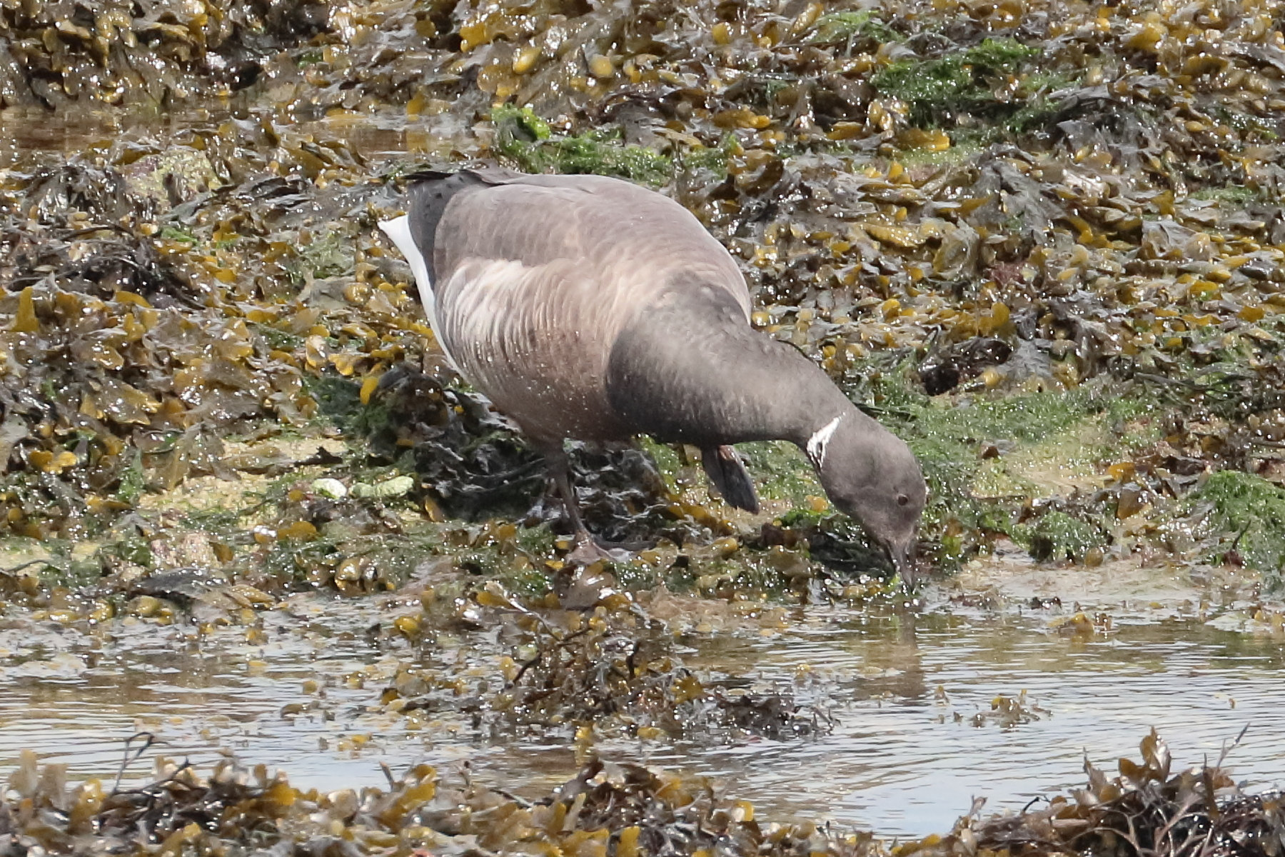 bernache_cravant_-_branta_bernicla8bd