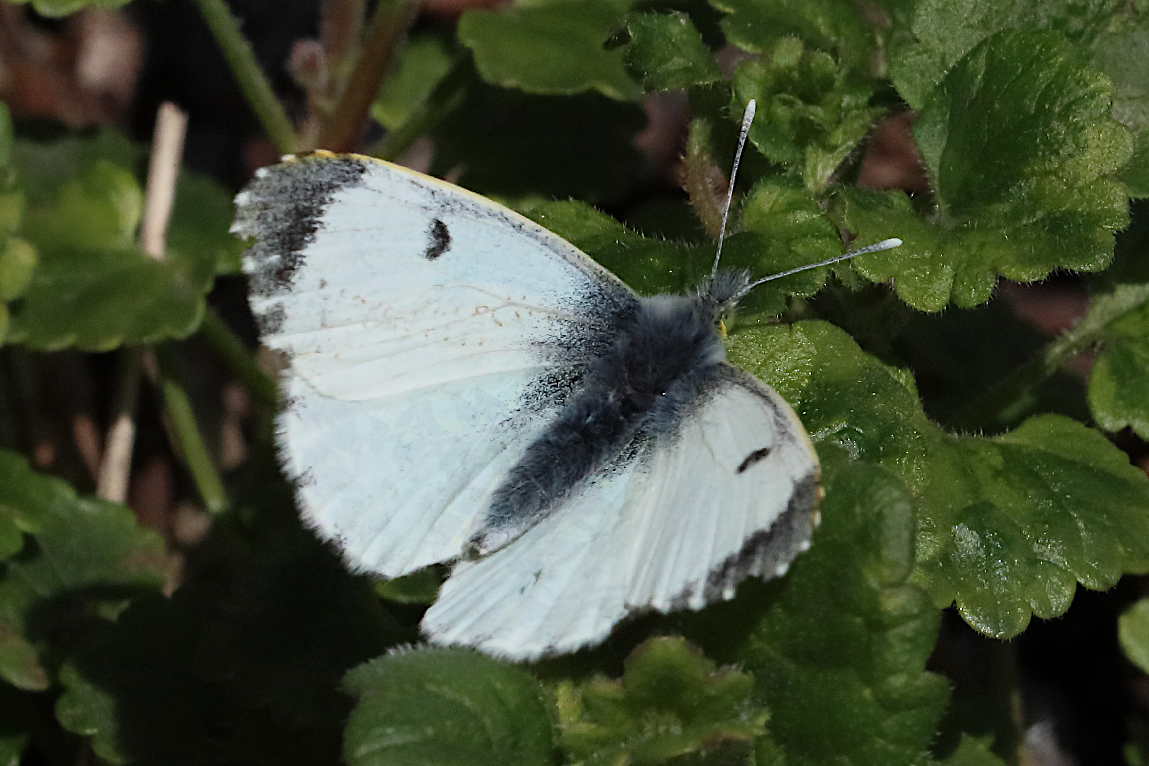 anthocharis_cardamines10bd