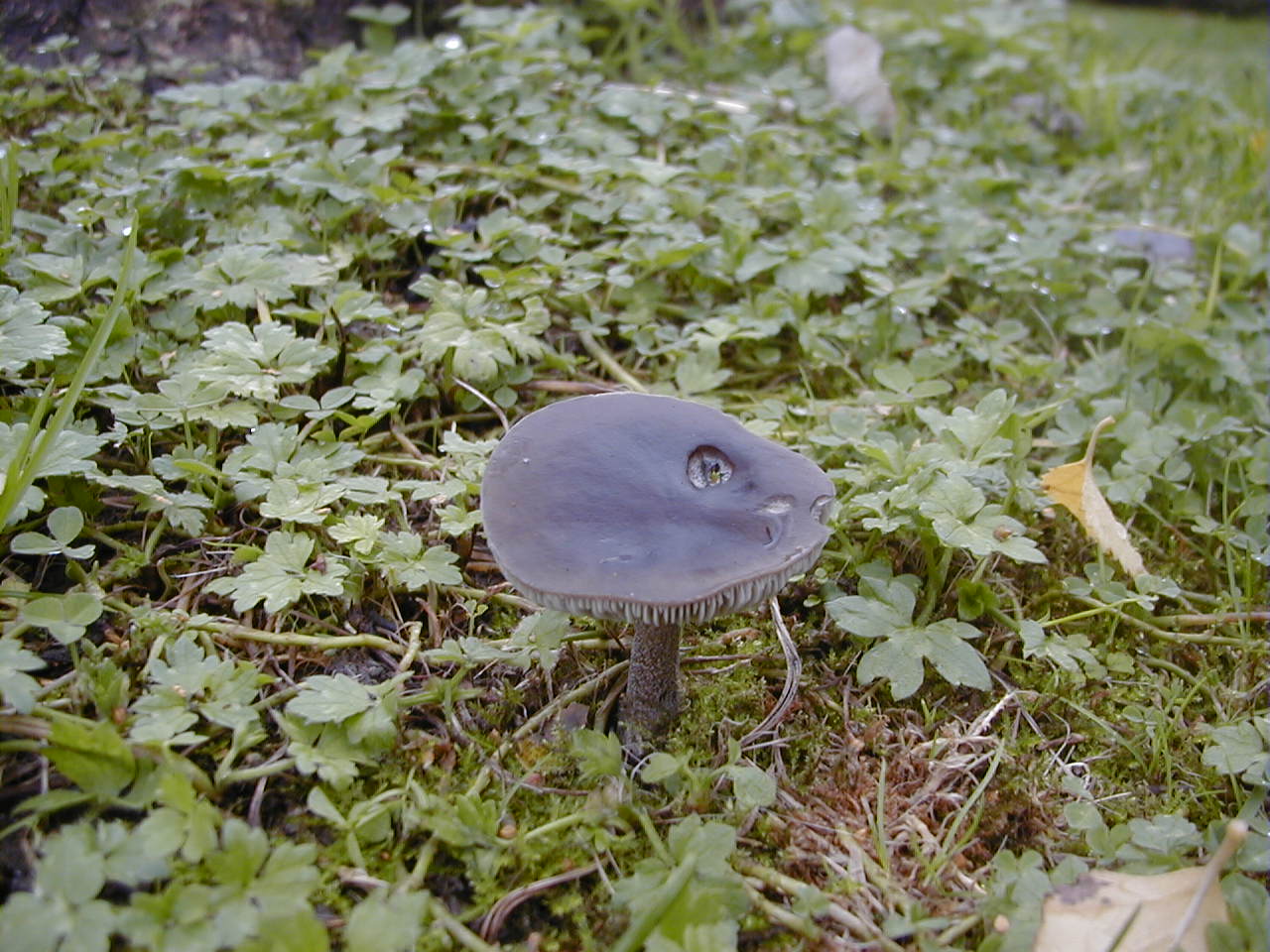 Afficher le média melanoleuca_polioleuca1md melanoleuca_polioleuca1md